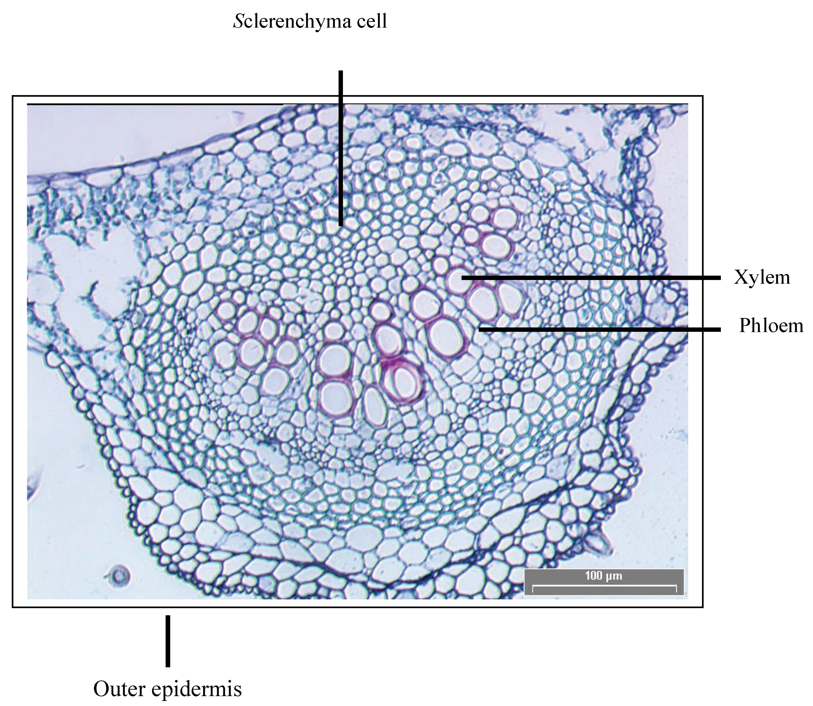 Molecules 15 03411 g002