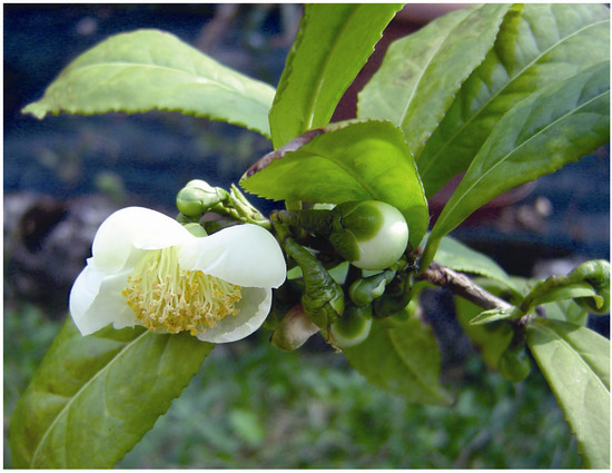 Neuroprotective Herbs and Foods from Different Traditional