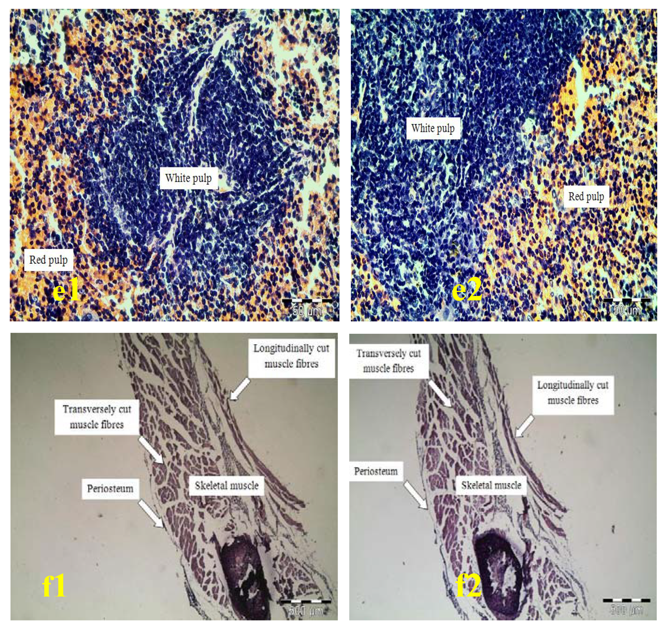 Molecules 15 08111 g001b