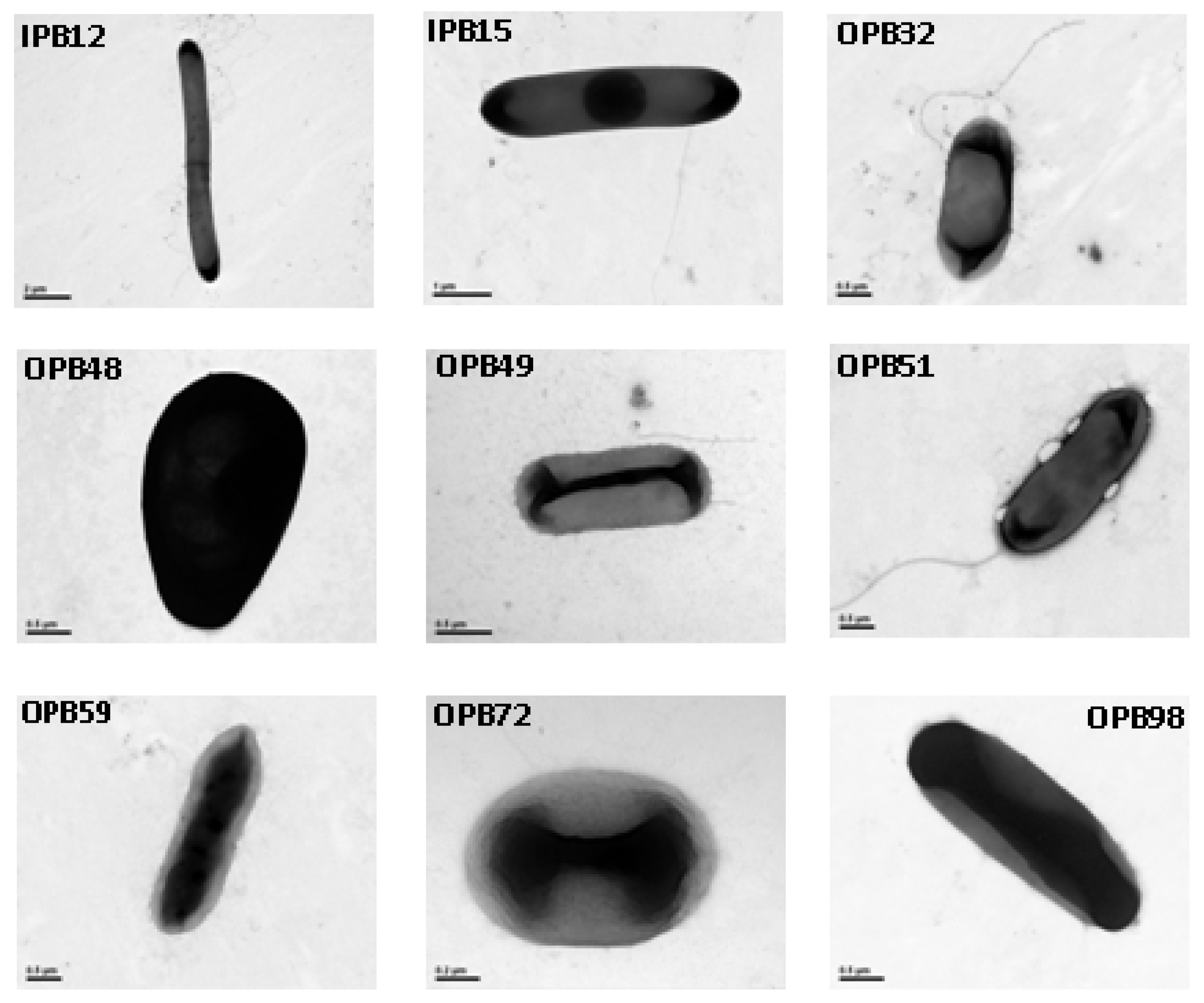 Molecules 15 08518 g003