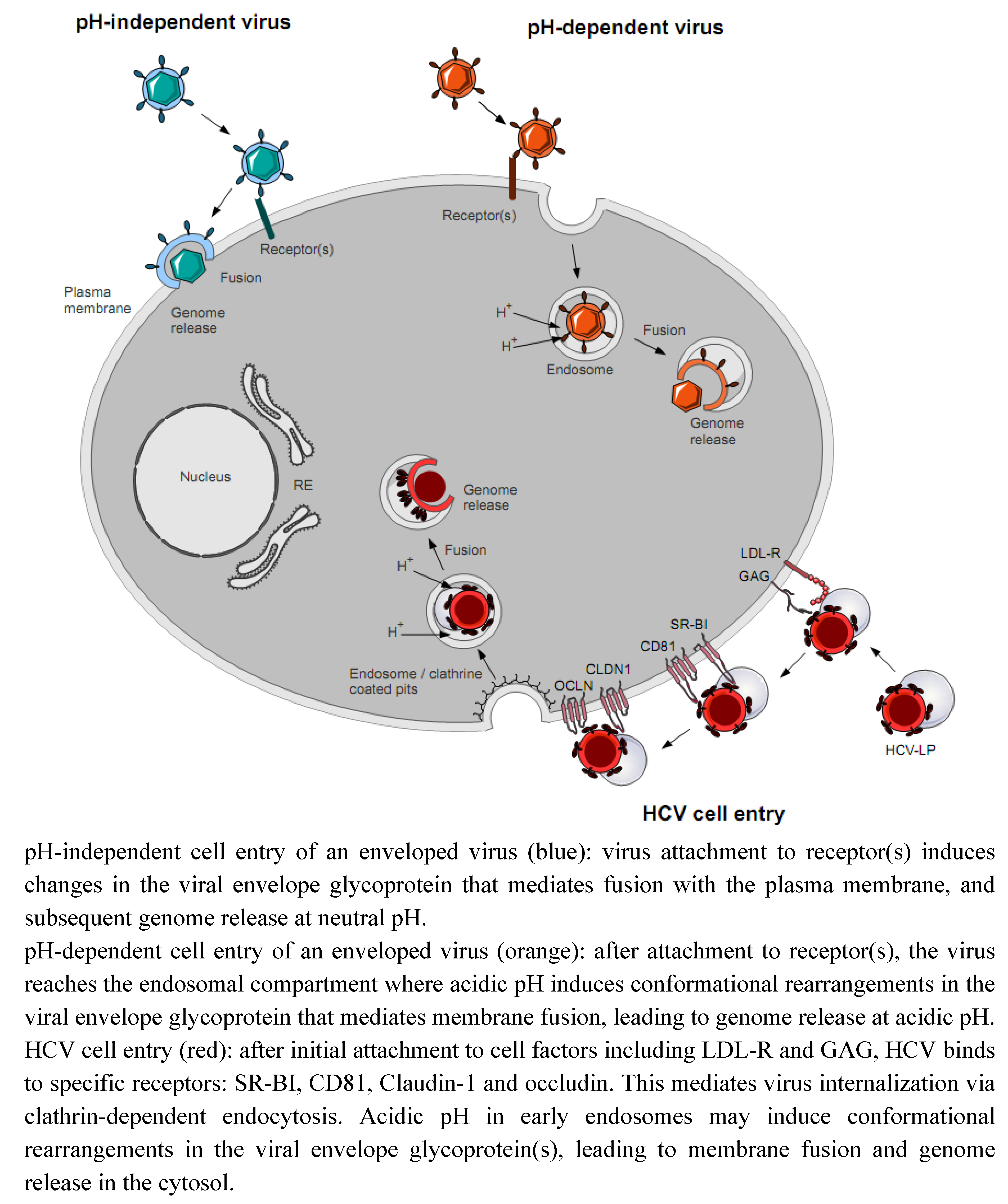Molecules Free FullText Targeting Cell Entry of Enveloped Viruses