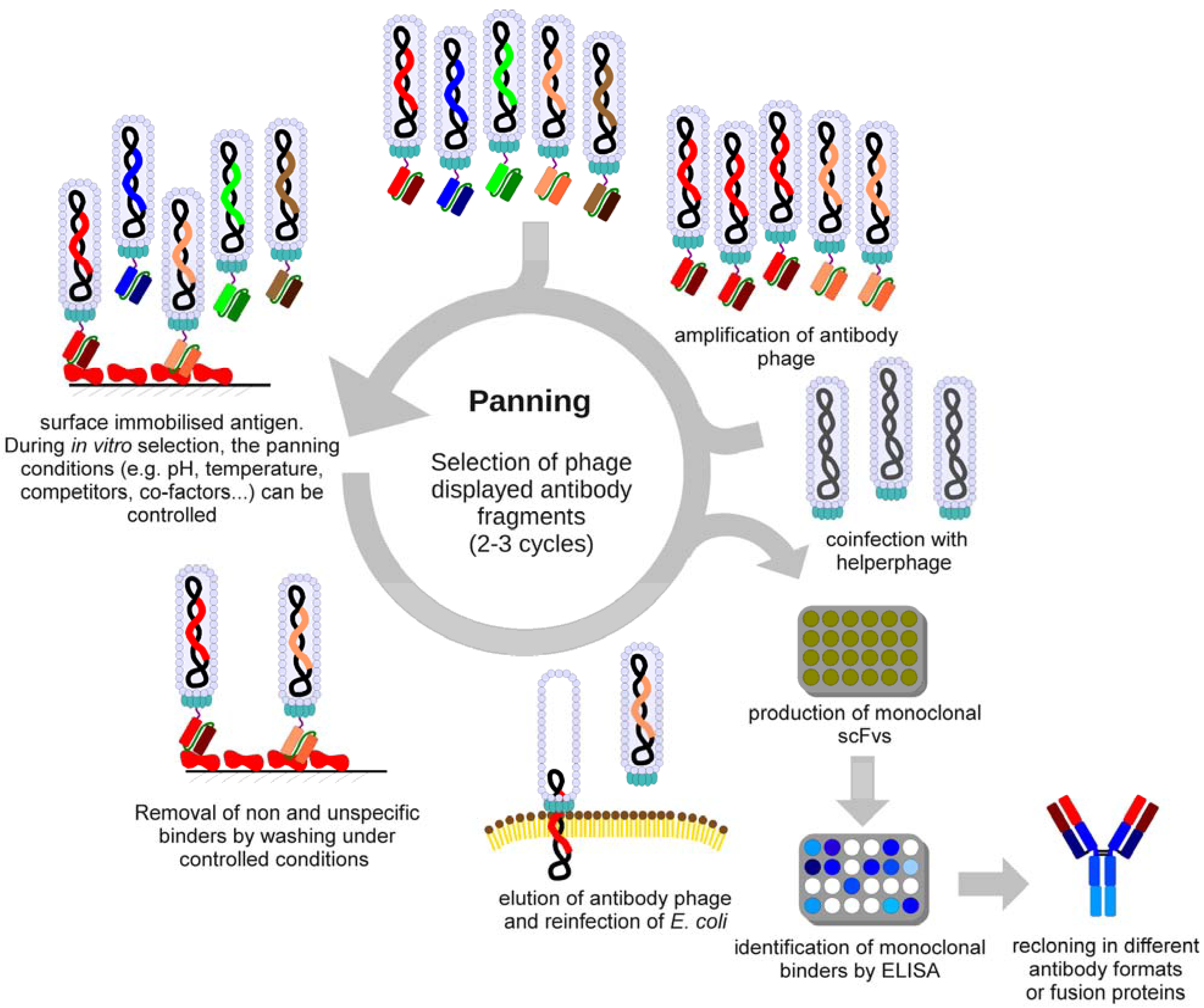 steps in antibody production steps in antibody production