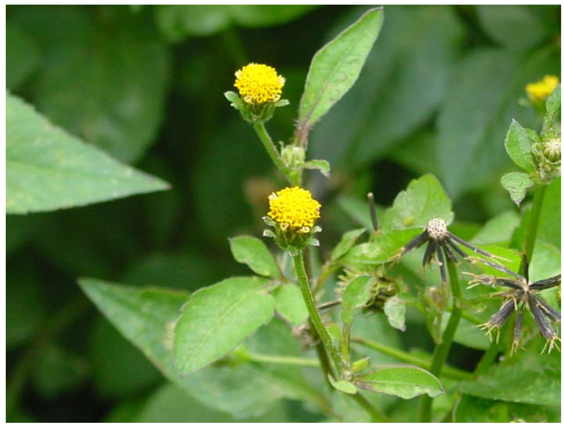 Bidens Pilosa L