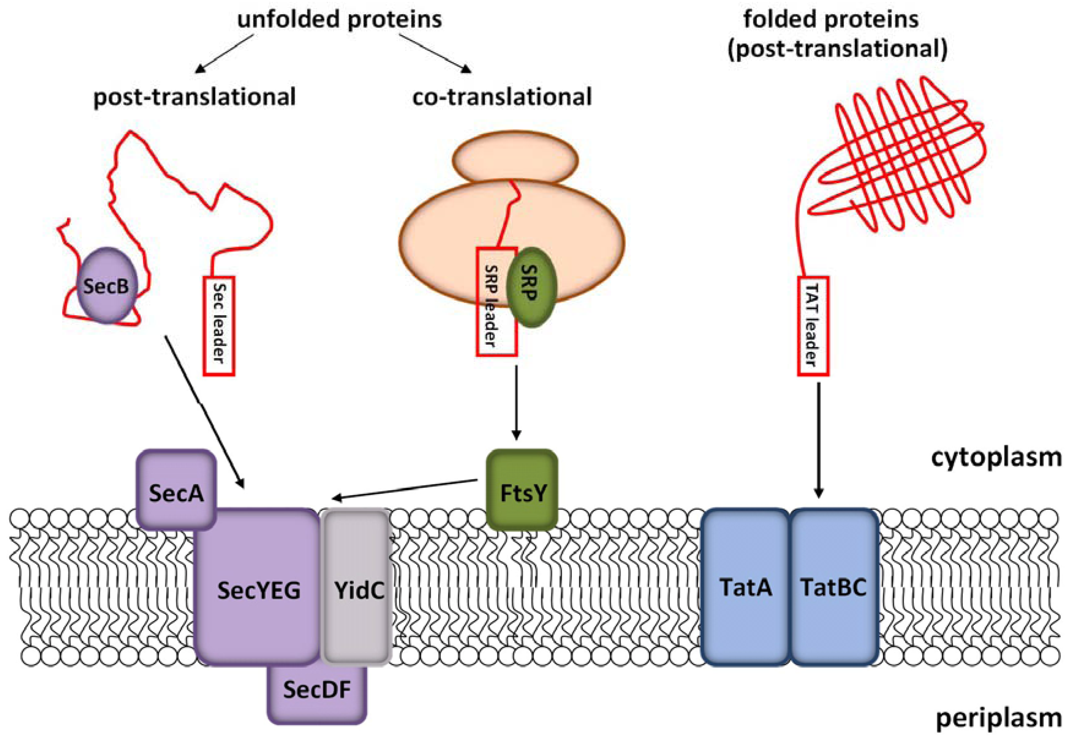 Molecules 16 01667 g002