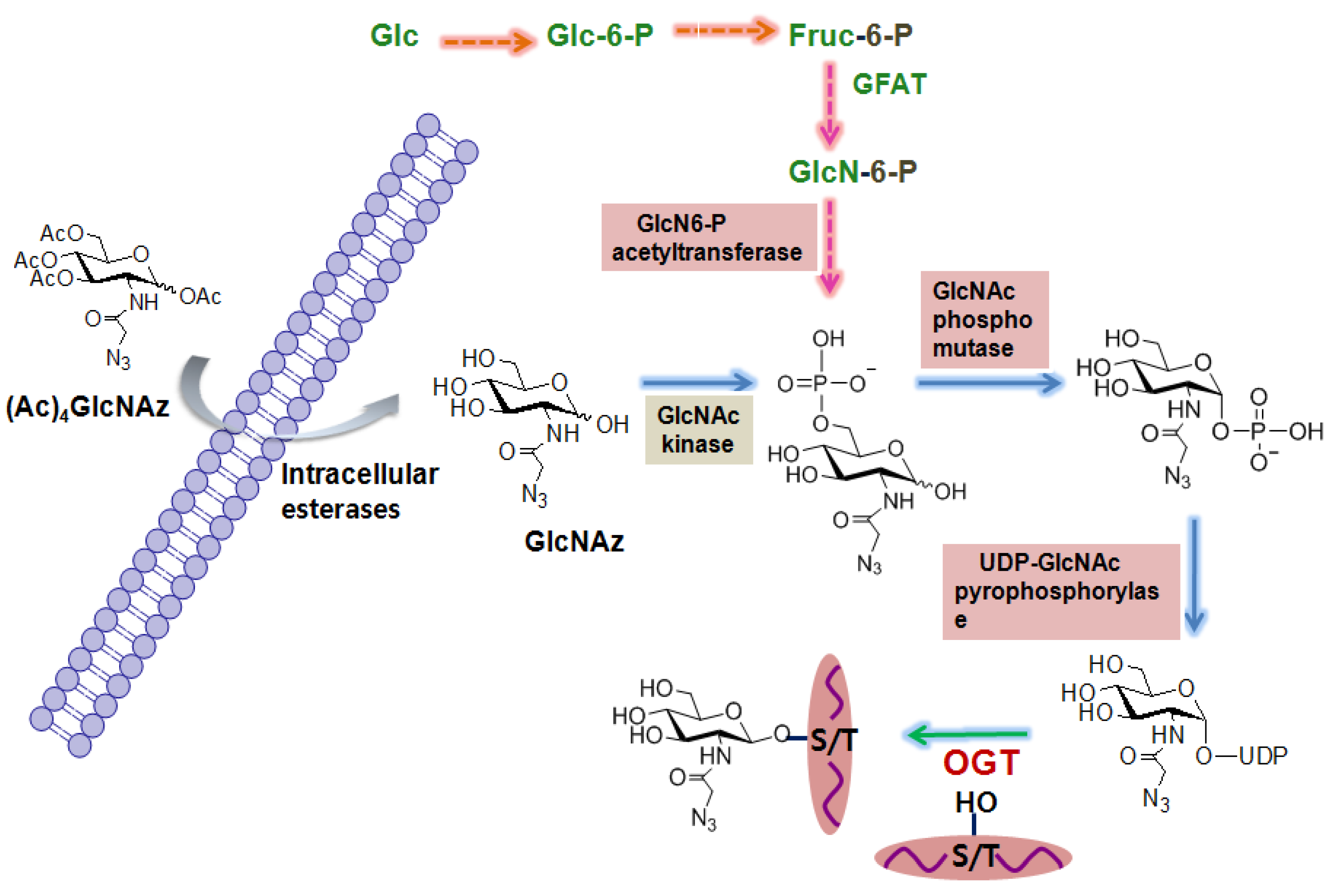 Molecules Free Full Text Chemical Arsenal For The Study Of O Glcnac Html Molecules Free Full Text Chemical Arsenal For The Study Of O Glcnac Html