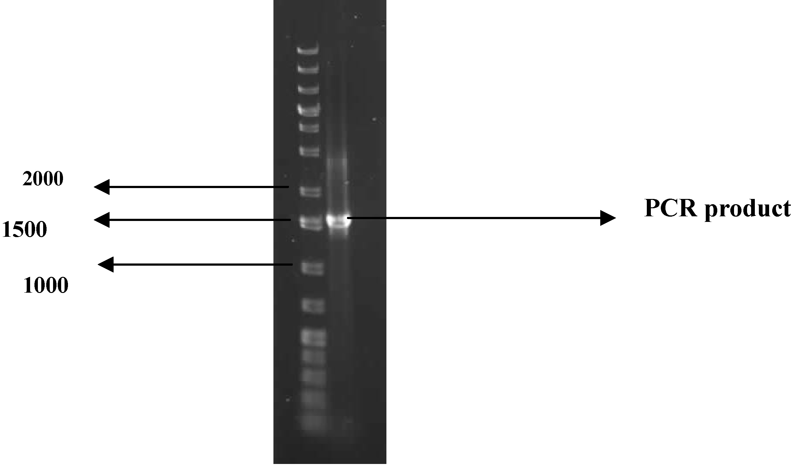 Molecules 16 02431 g001