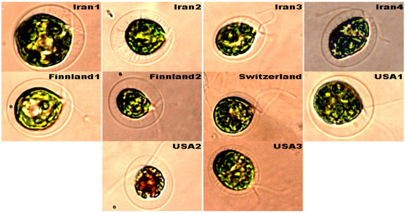 Molecules 16 02599 g001 550