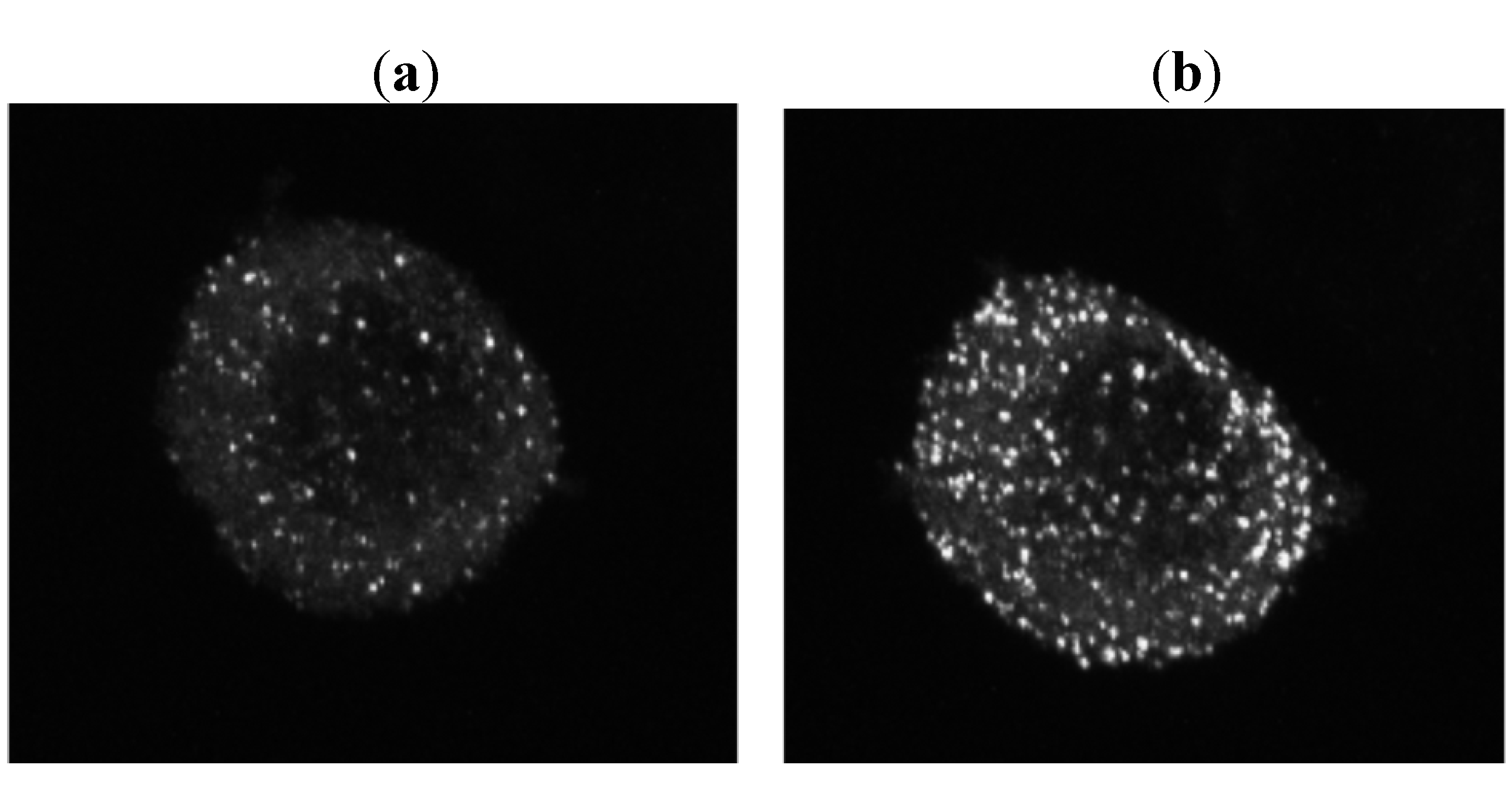 Molecules 16 03618 g006