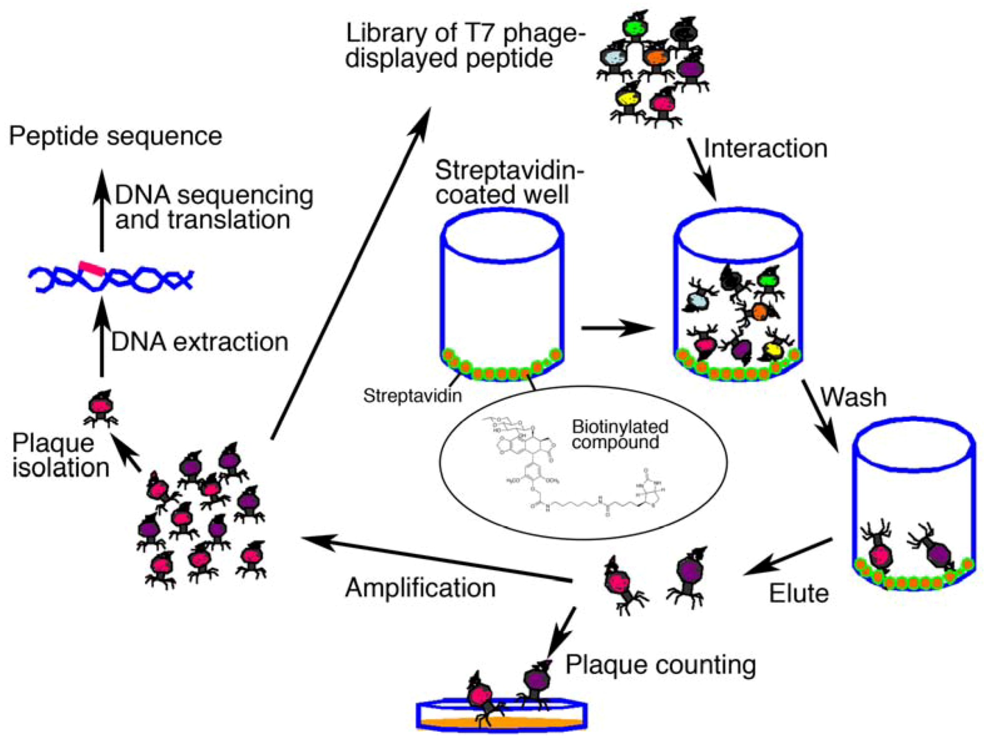 Molecules 16 04278 g002