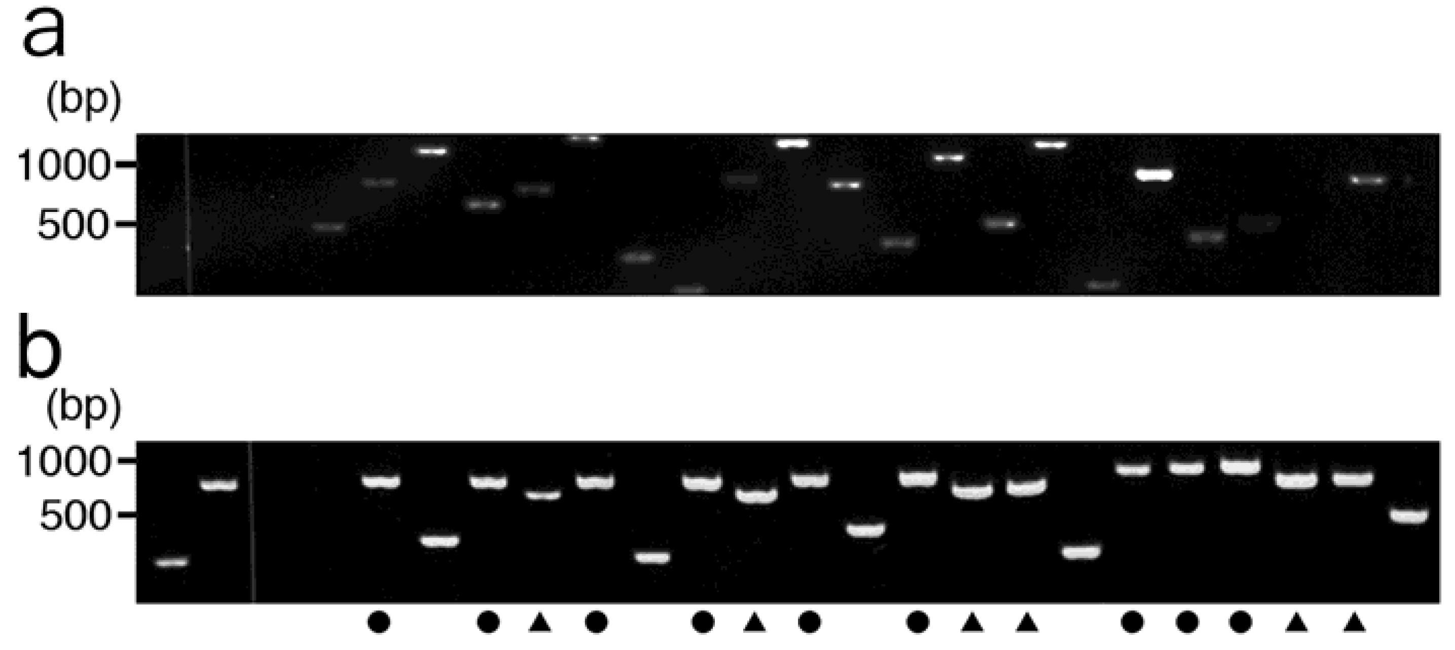 Molecules 16 04278 g004