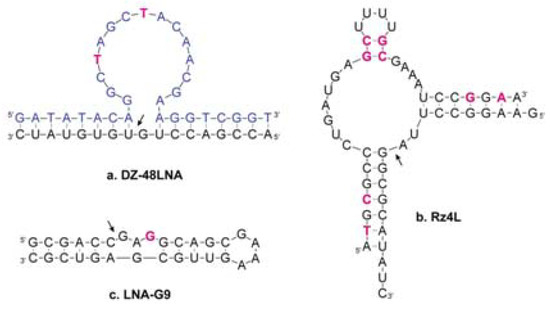Locked and Unlocked Nucleosides in Functional Nucleic Acids