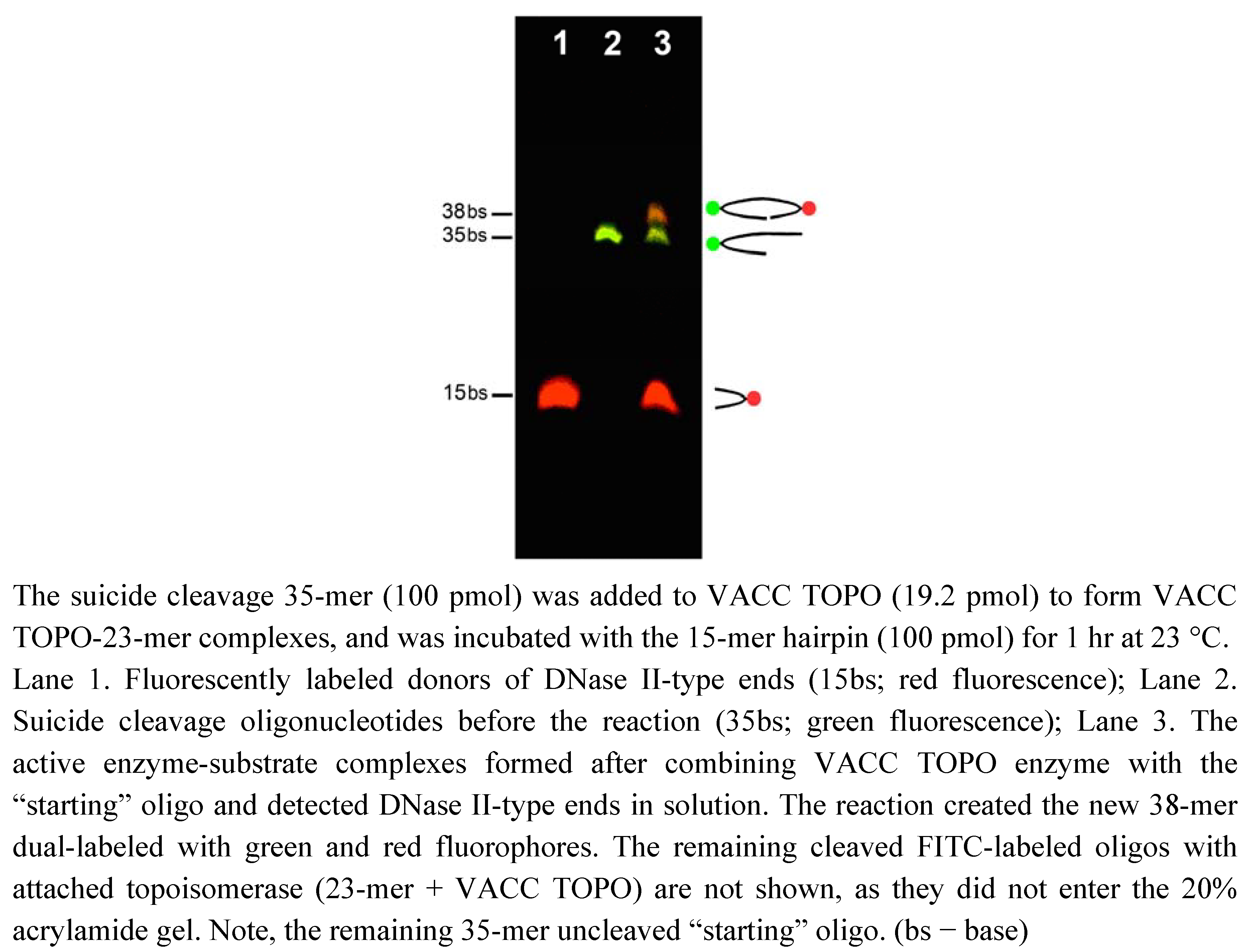 Molecules 16 04599 g004 550