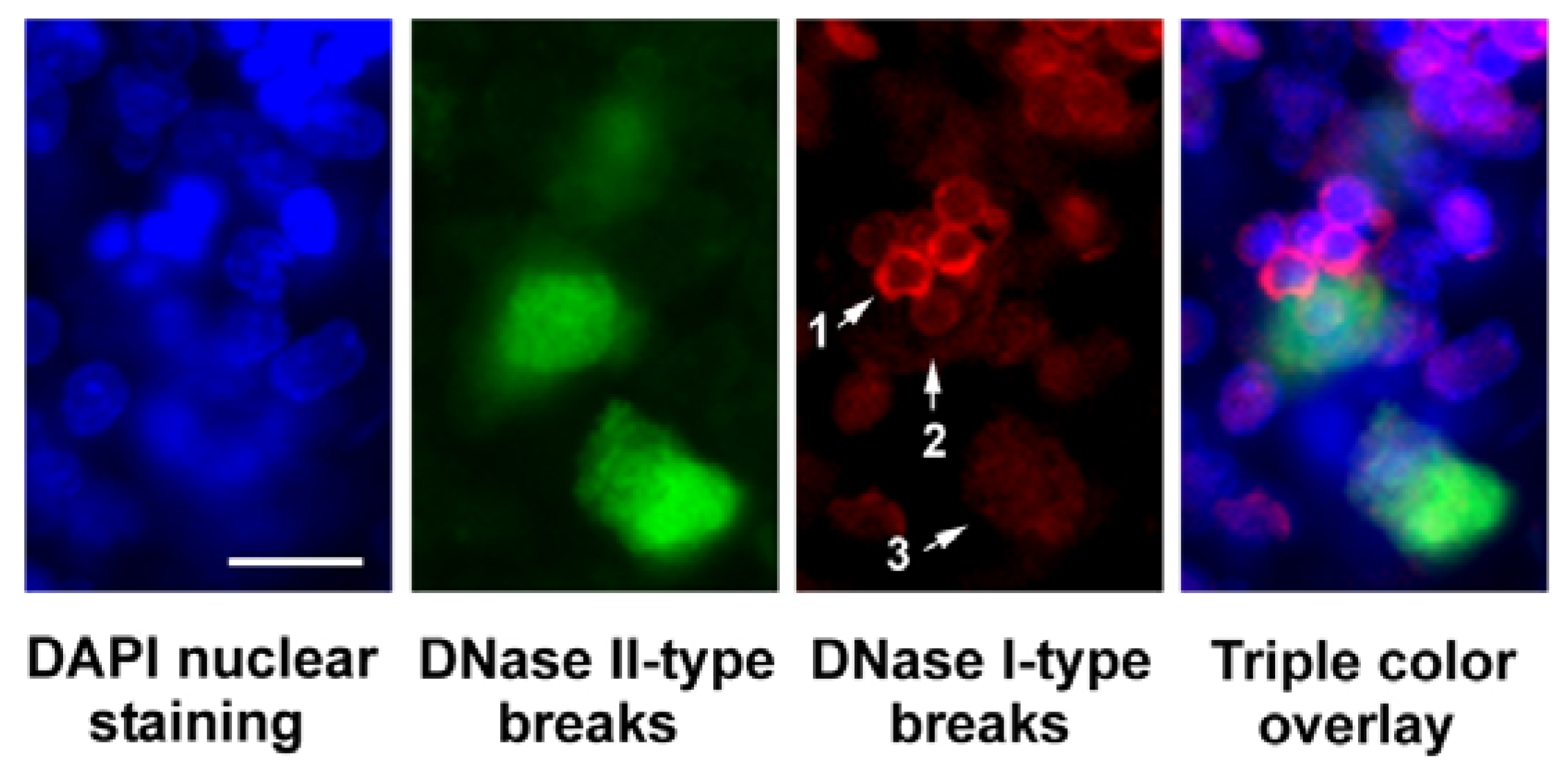 Molecules 16 04599 g006 550
