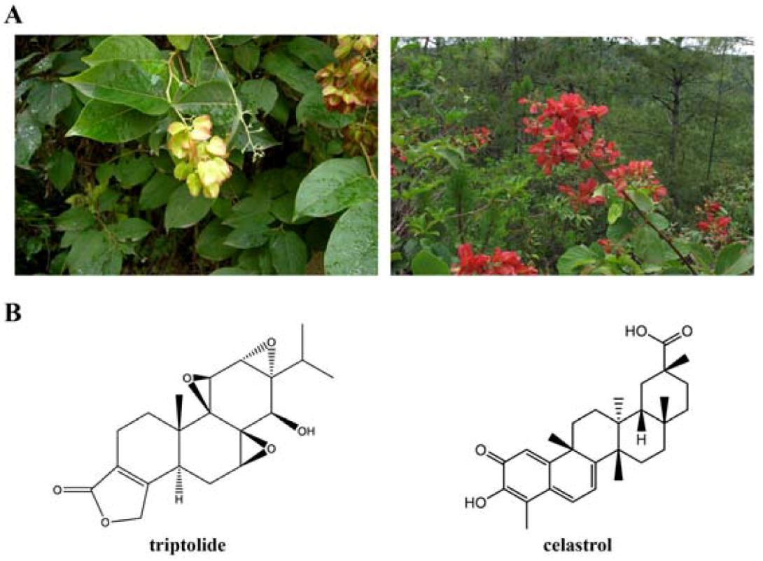 Molecules 16 05283 g001