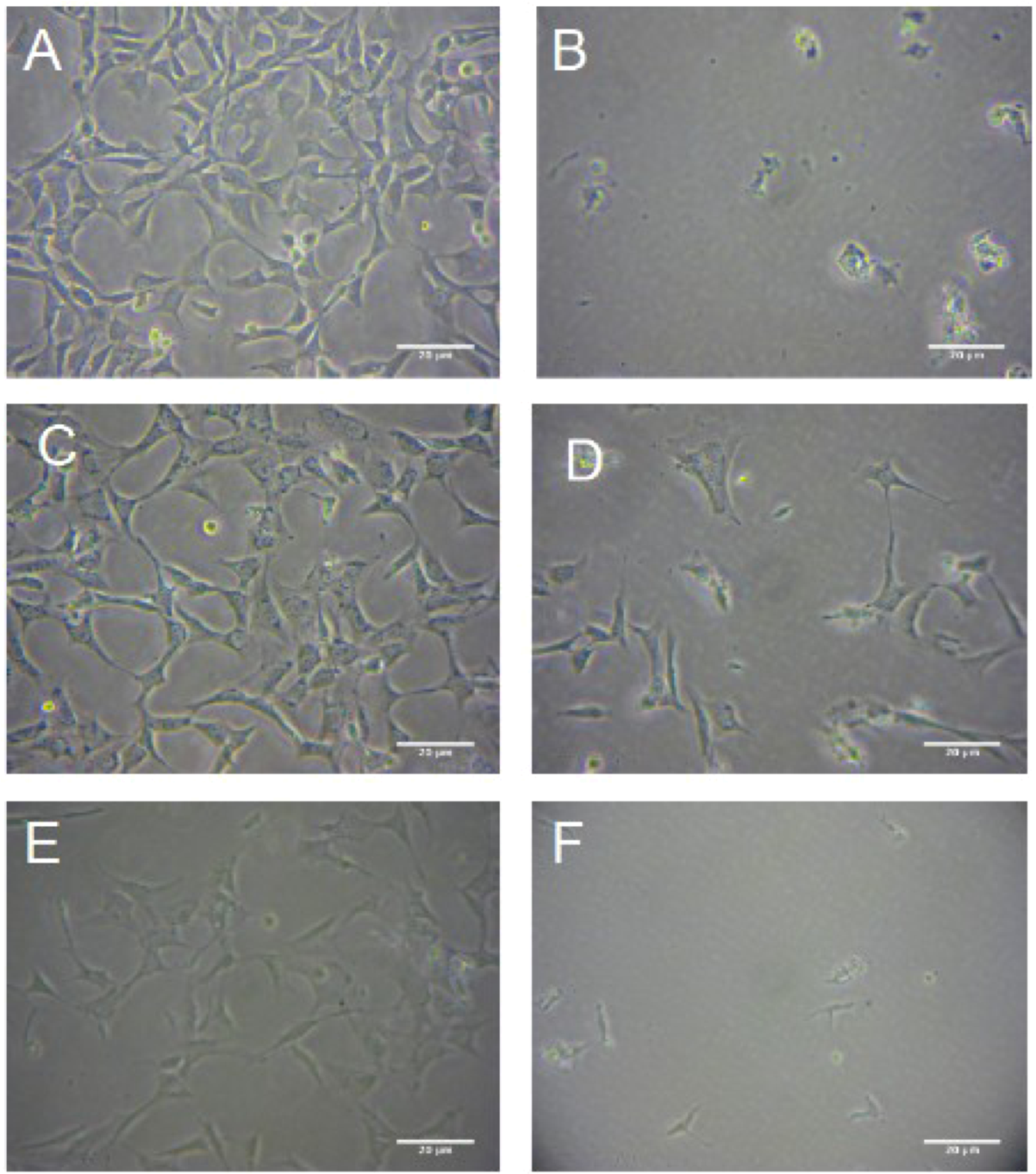 Molecules 16 06322 g005