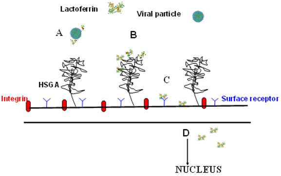 Molecules 16 06992 g004 550
