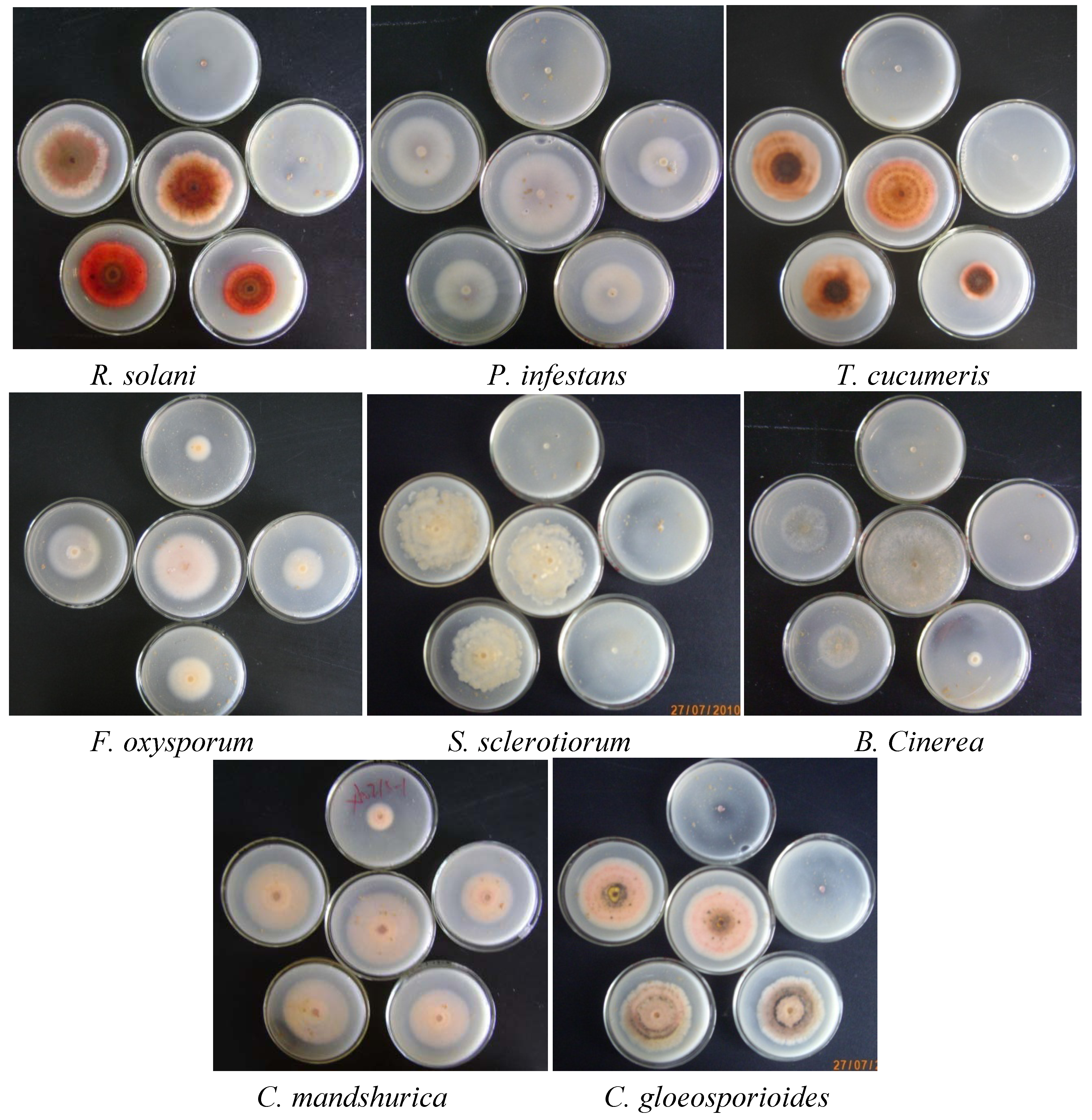 Molecules 16 09129 g001