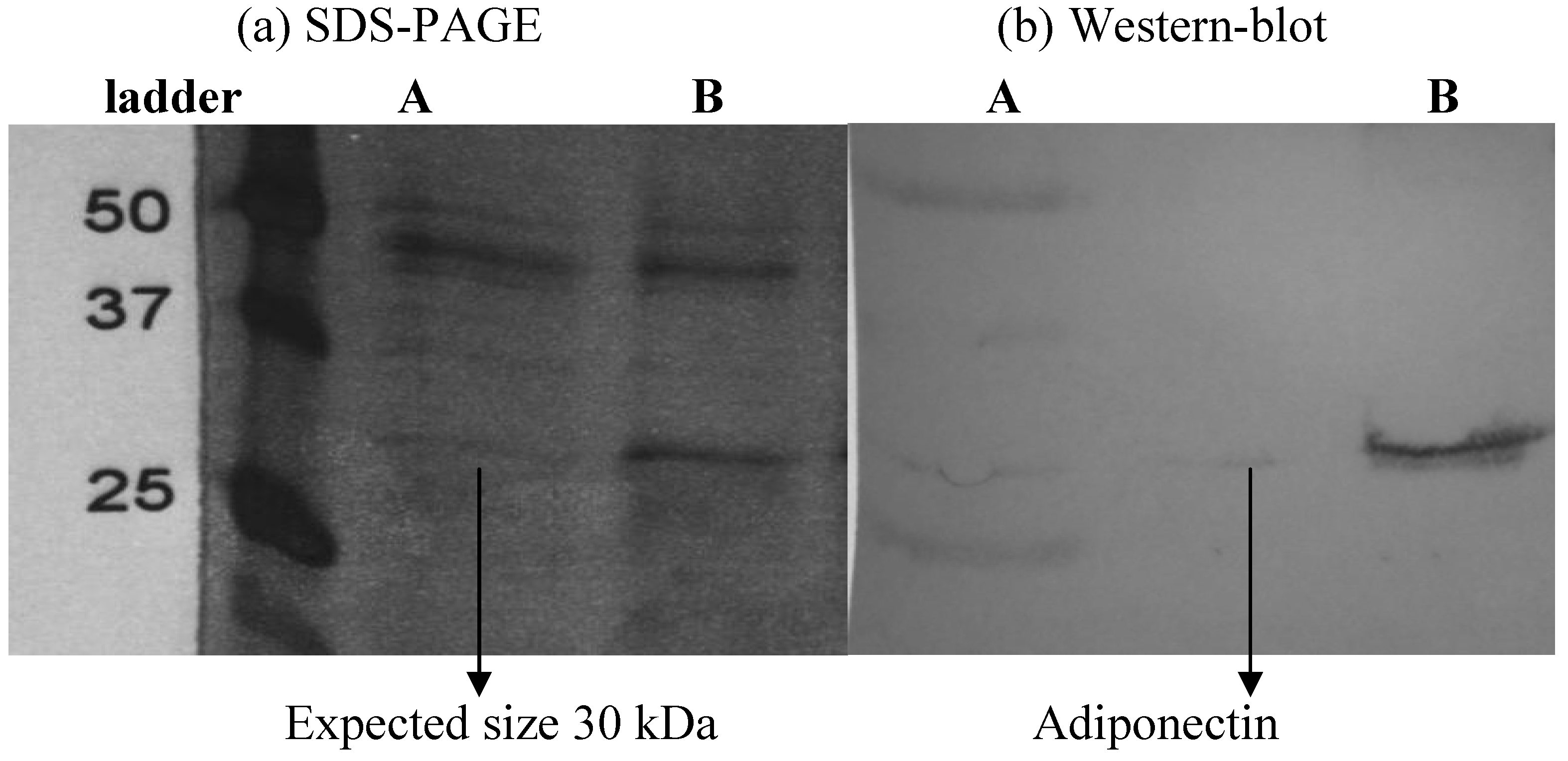 Molecules 16 09534 g001 550
