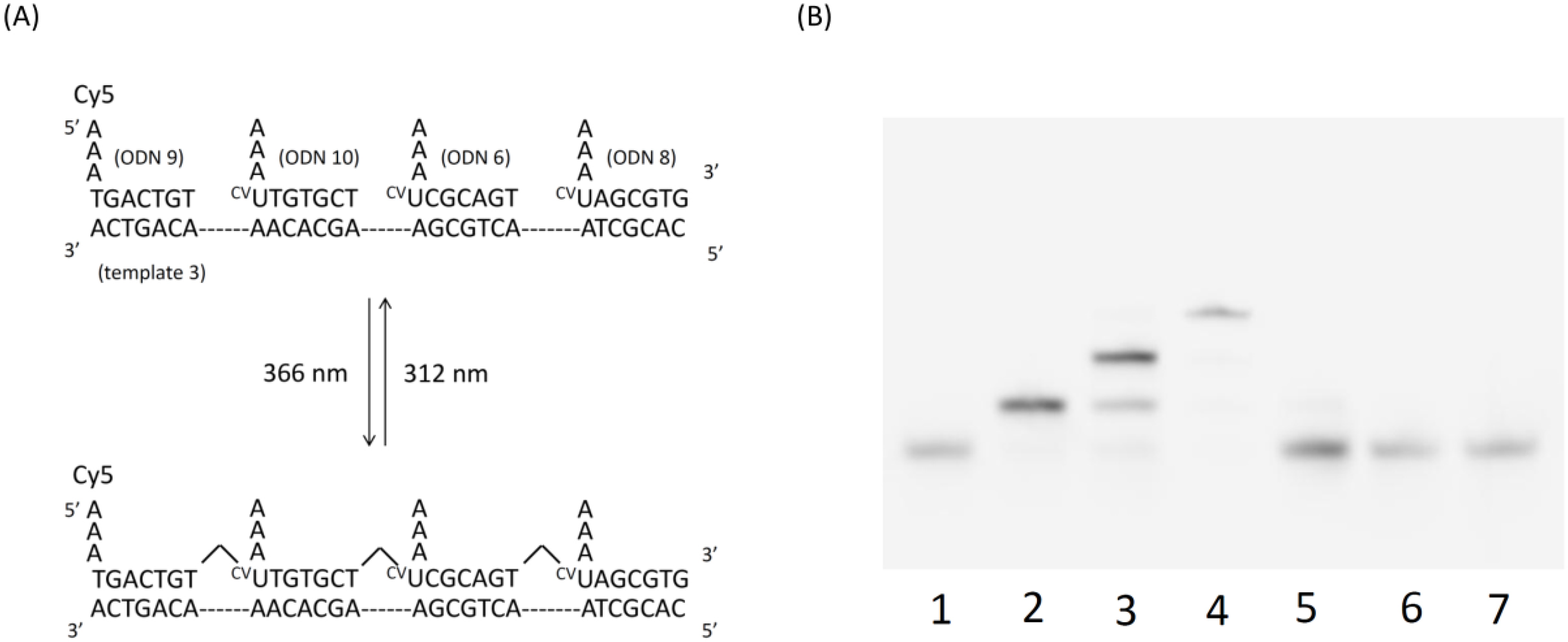 Molecules 17 00163 g005