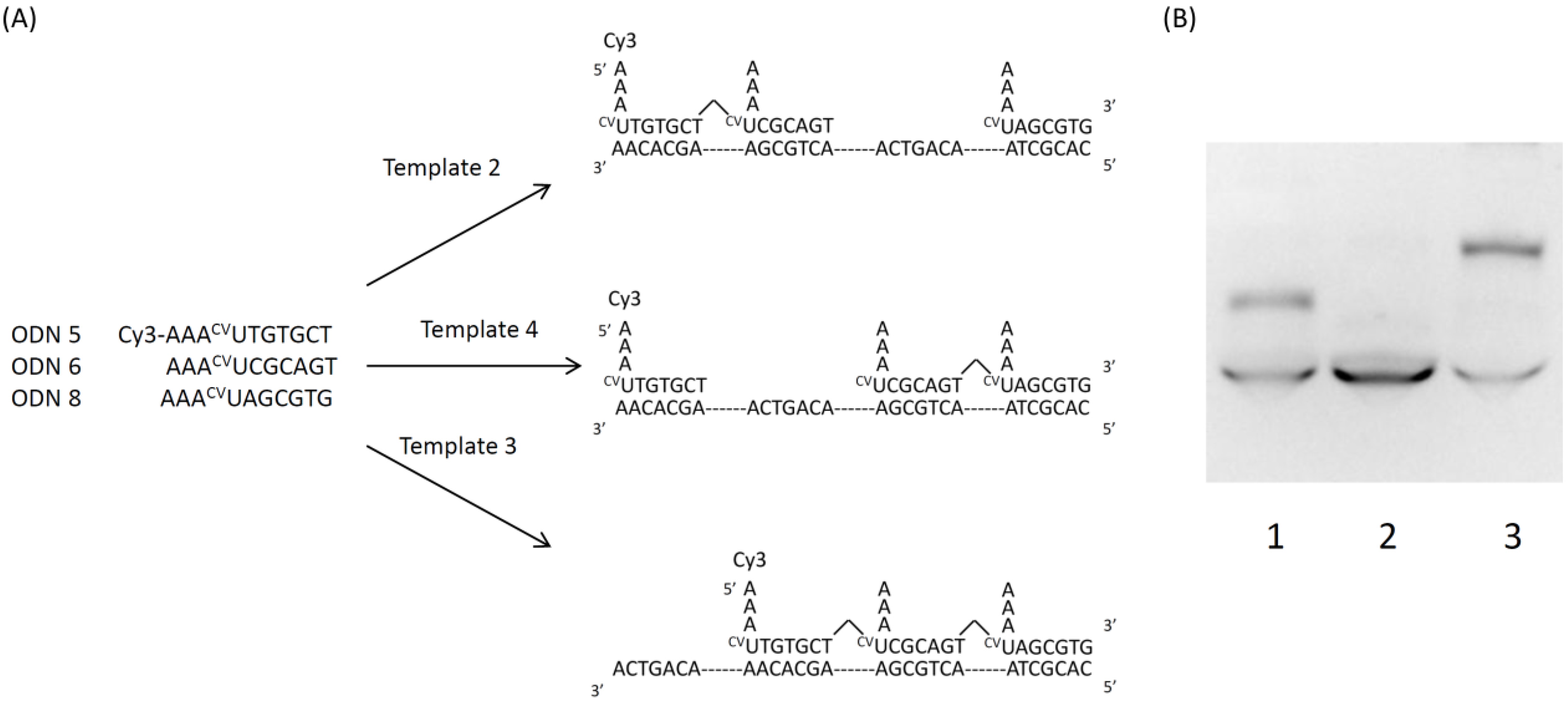 Molecules 17 00163 g006
