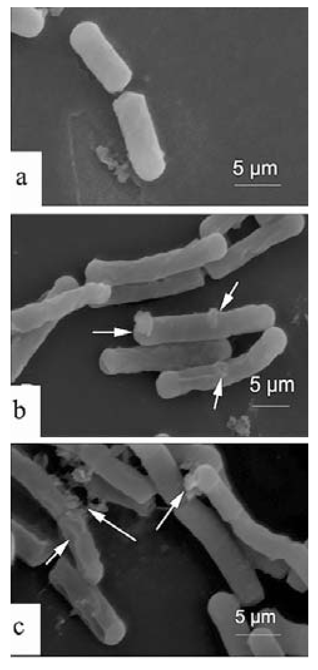 Molecules 17 02980 g005 550