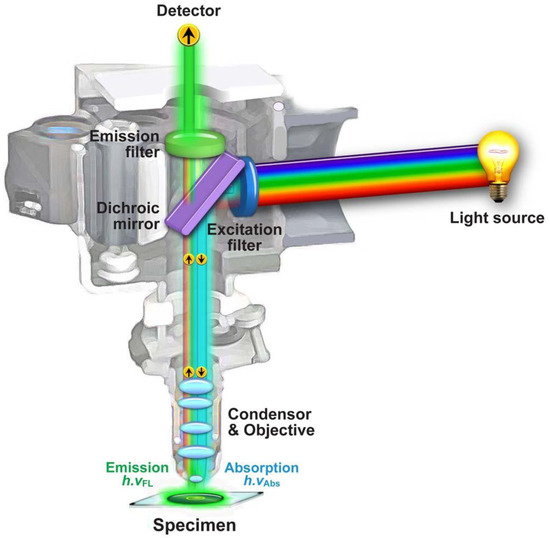 Advanced Fluorescence Microscopy Techniques—FRAP, FLIP, FLAP