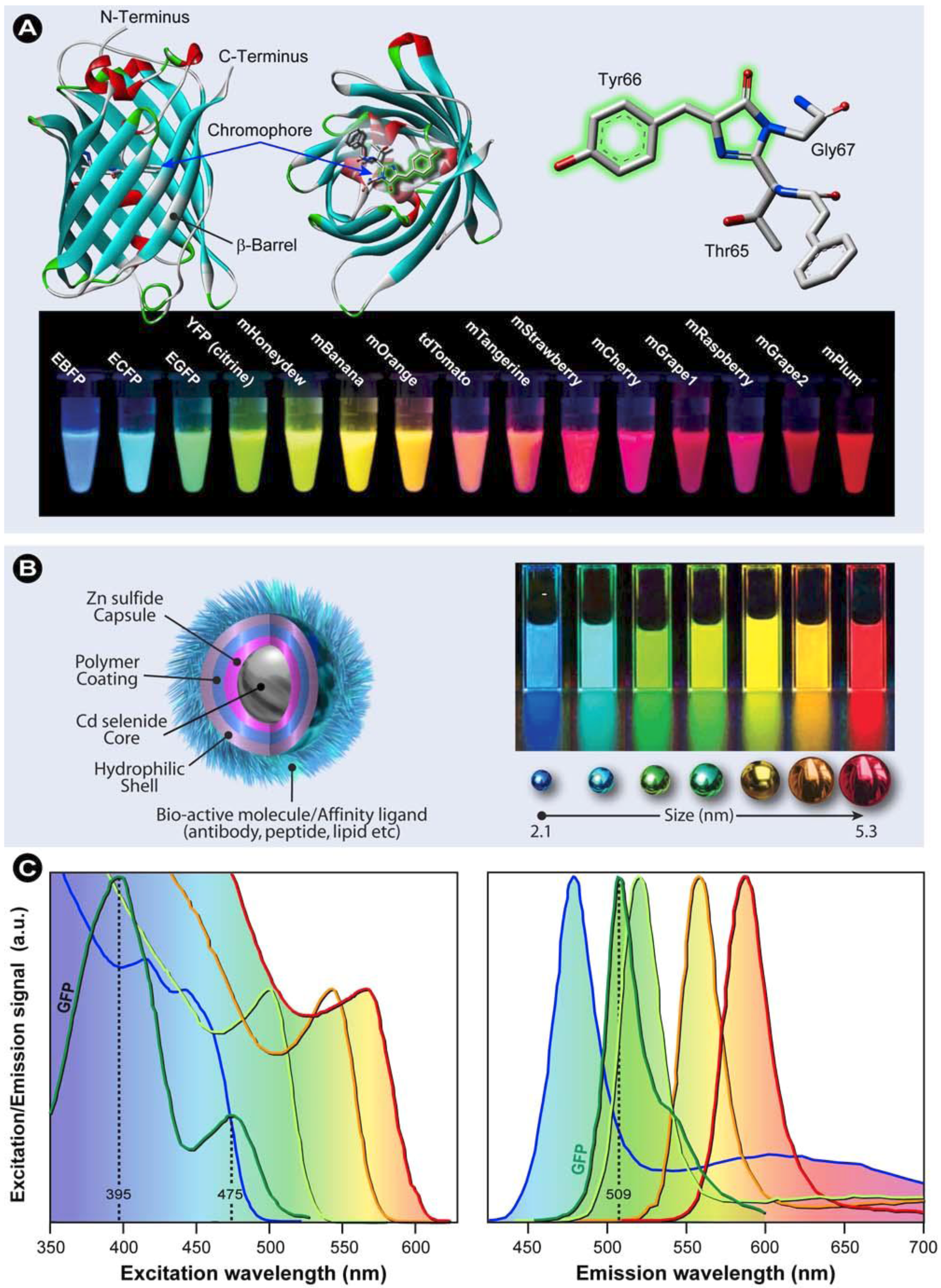 Molecules Free Full Text Advanced Fluorescence Microscopy Techniques Frap Flip Flap Fret And Flim Html Molecules Free Full Text Advanced Fluorescence Microscopy Techniques Frap Flip Flap Fret And Flim Html