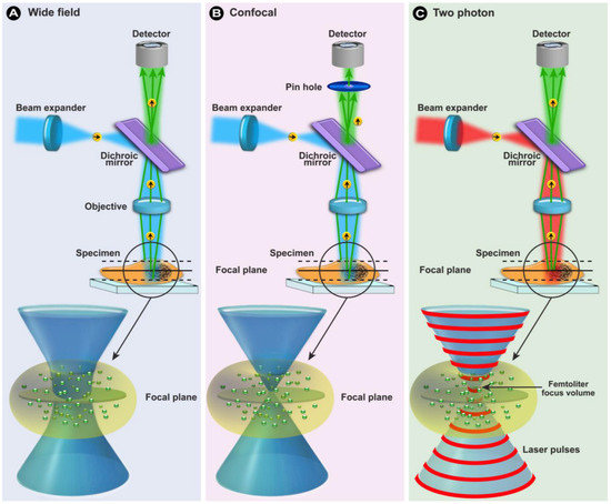 Advanced Fluorescence Microscopy Techniques—FRAP, FLIP, FLAP
