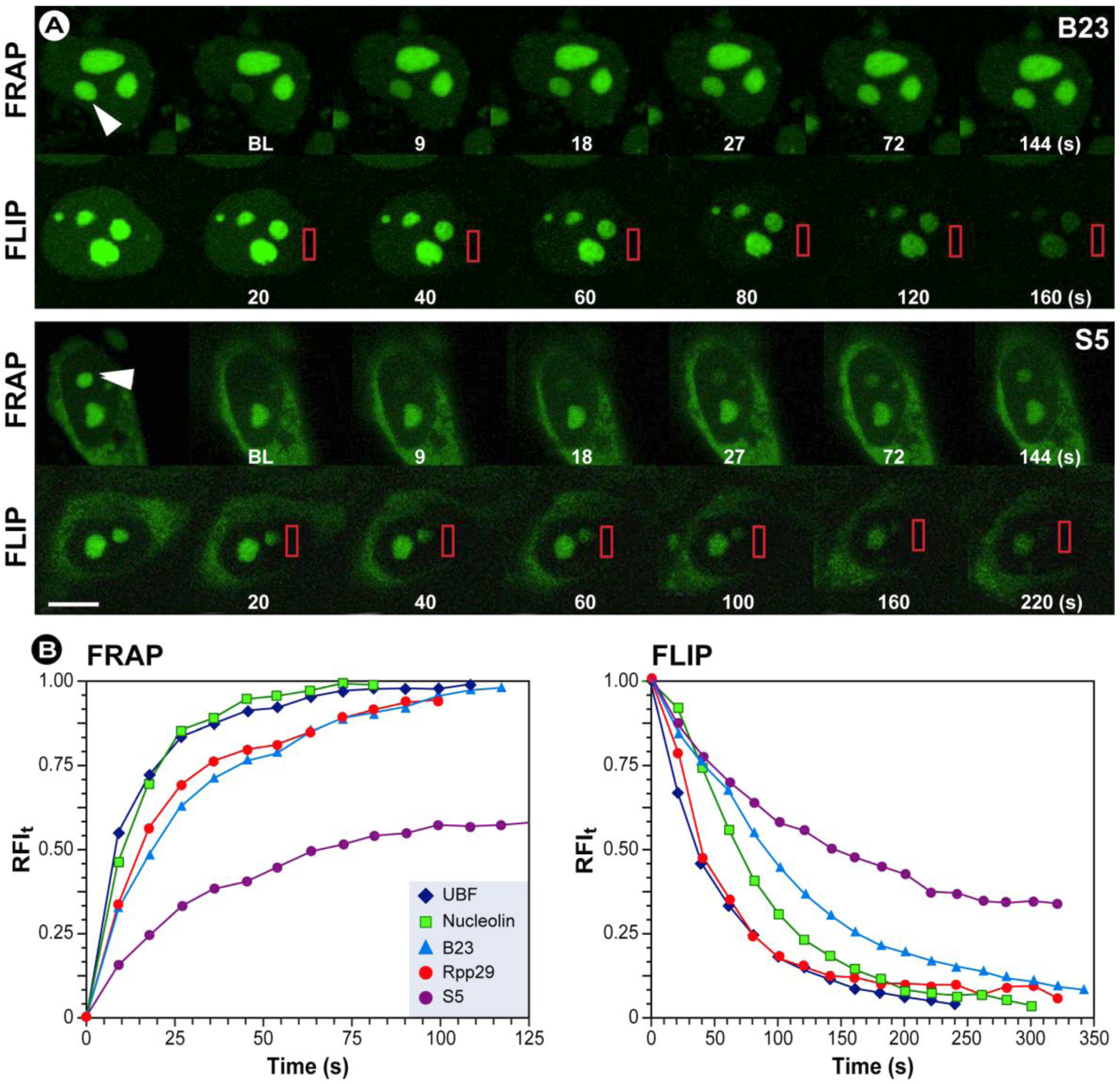 Molecules 17 04047 g016