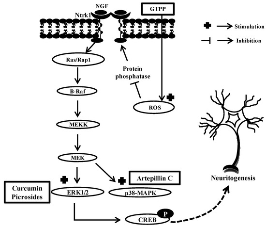 通販 激安 on Compounds Bioactive of Role The the Neurite of Promotion K-POP・アジア