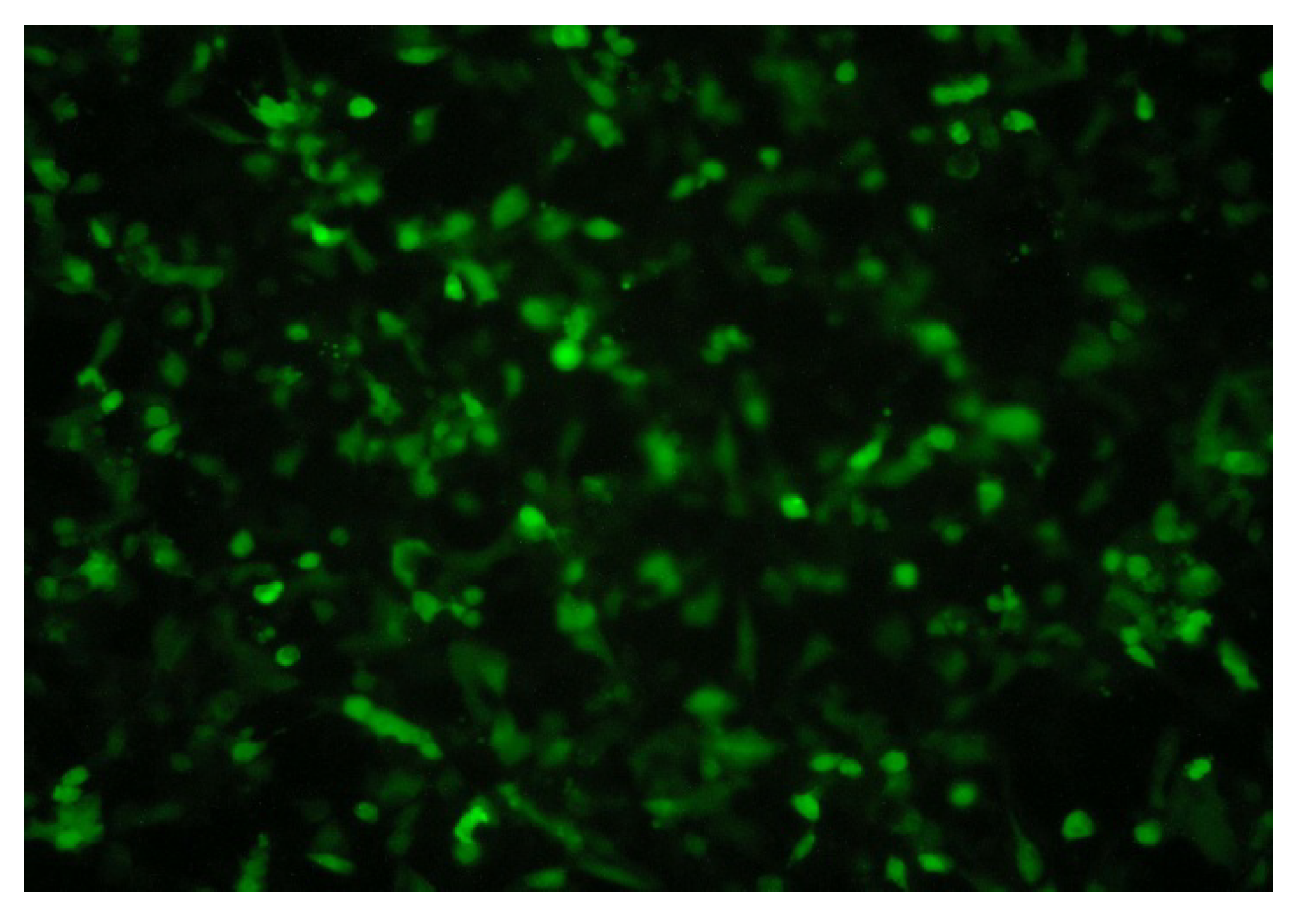 Molecules 17 07595 g004 Molecules 17 07595 g004