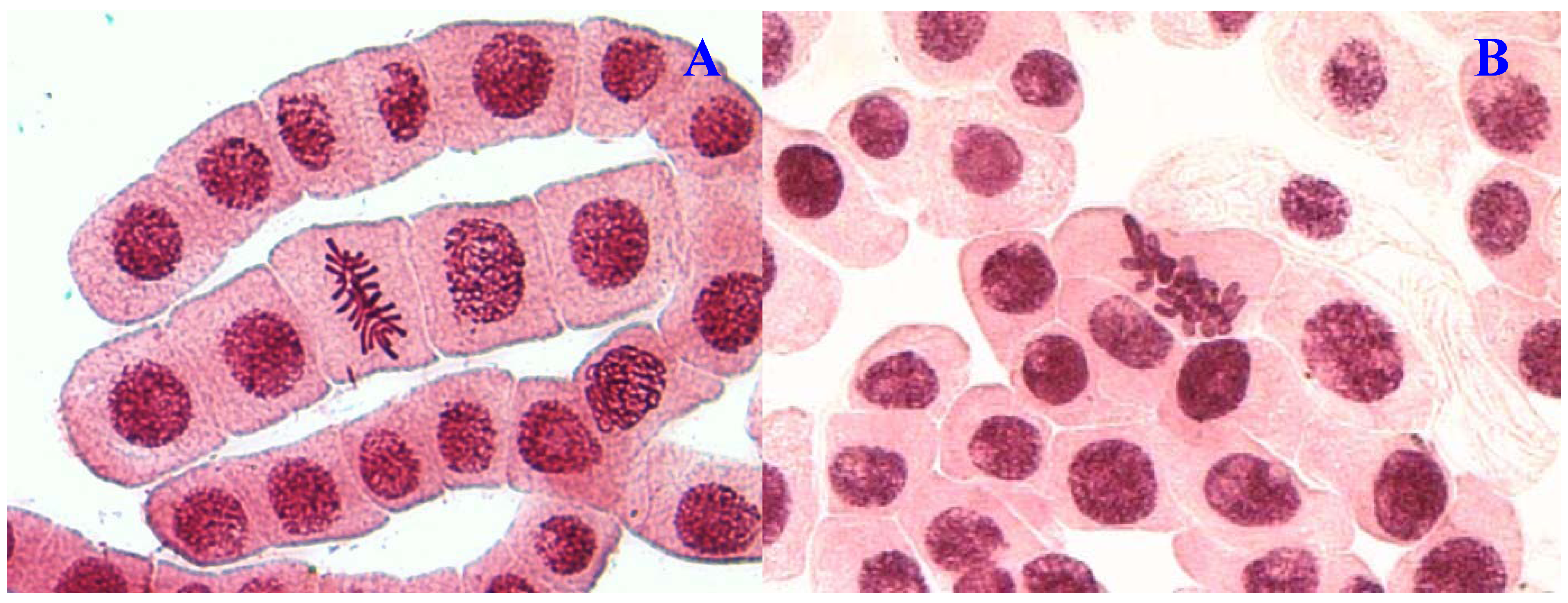 Molecules 17 07782 g001 550