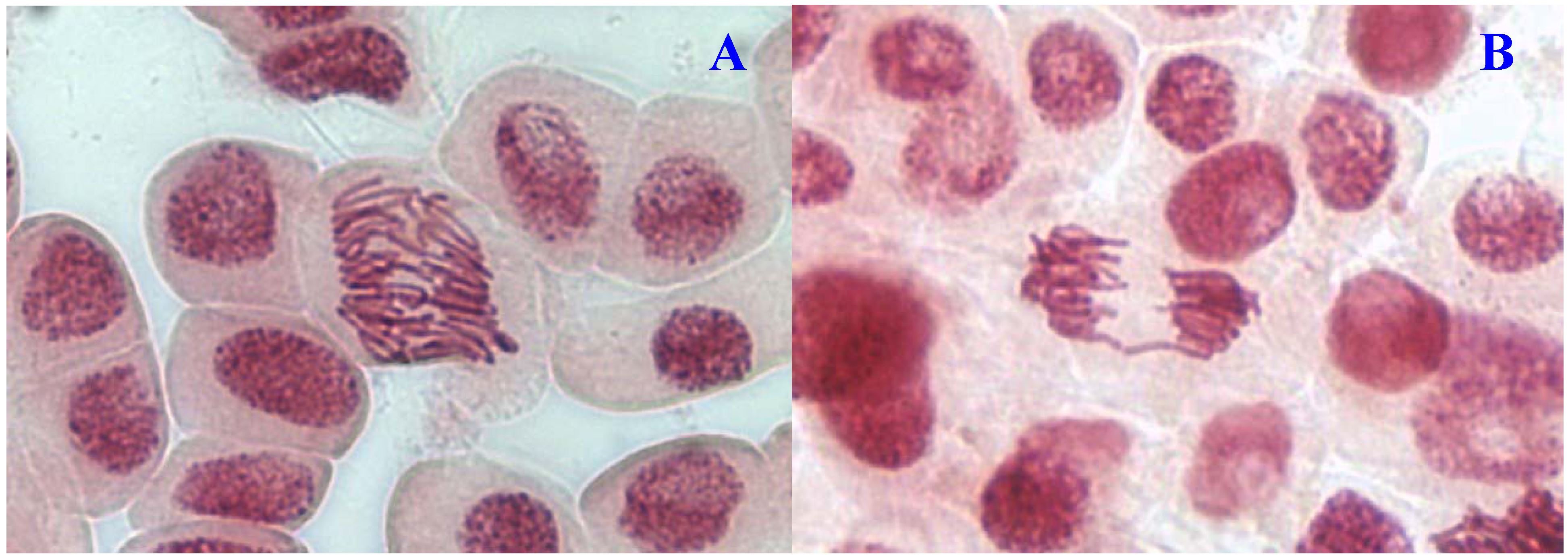 Molecules 17 07782 g002 550