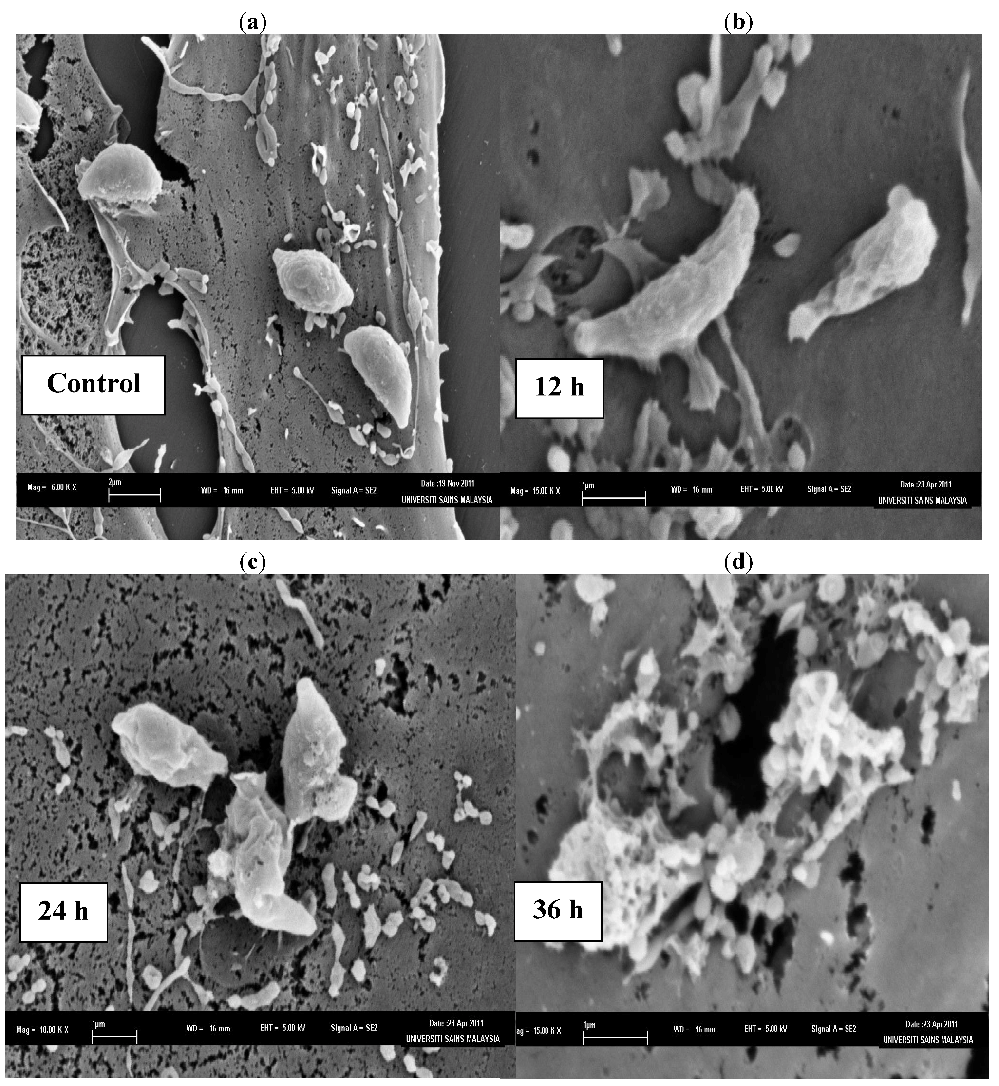 Molecules 17 09207 g001