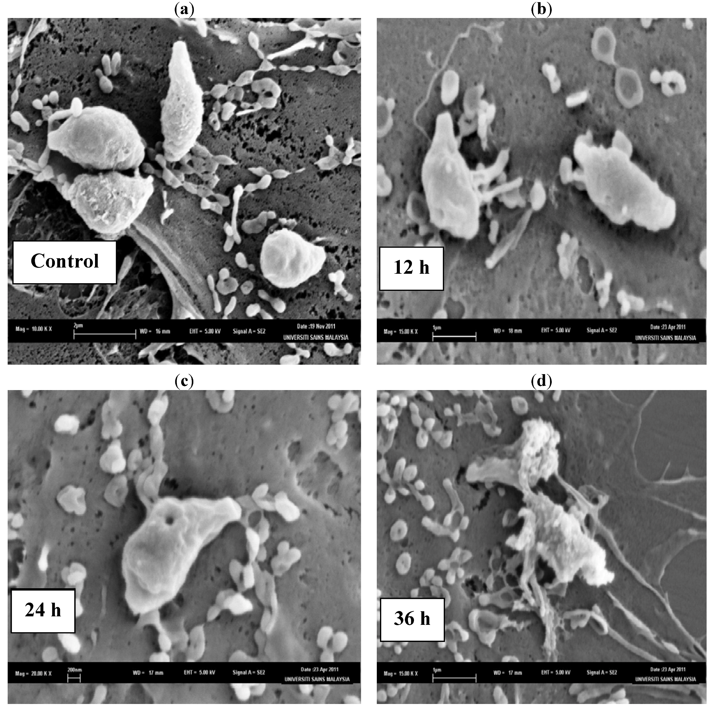 Molecules 17 09207 g003