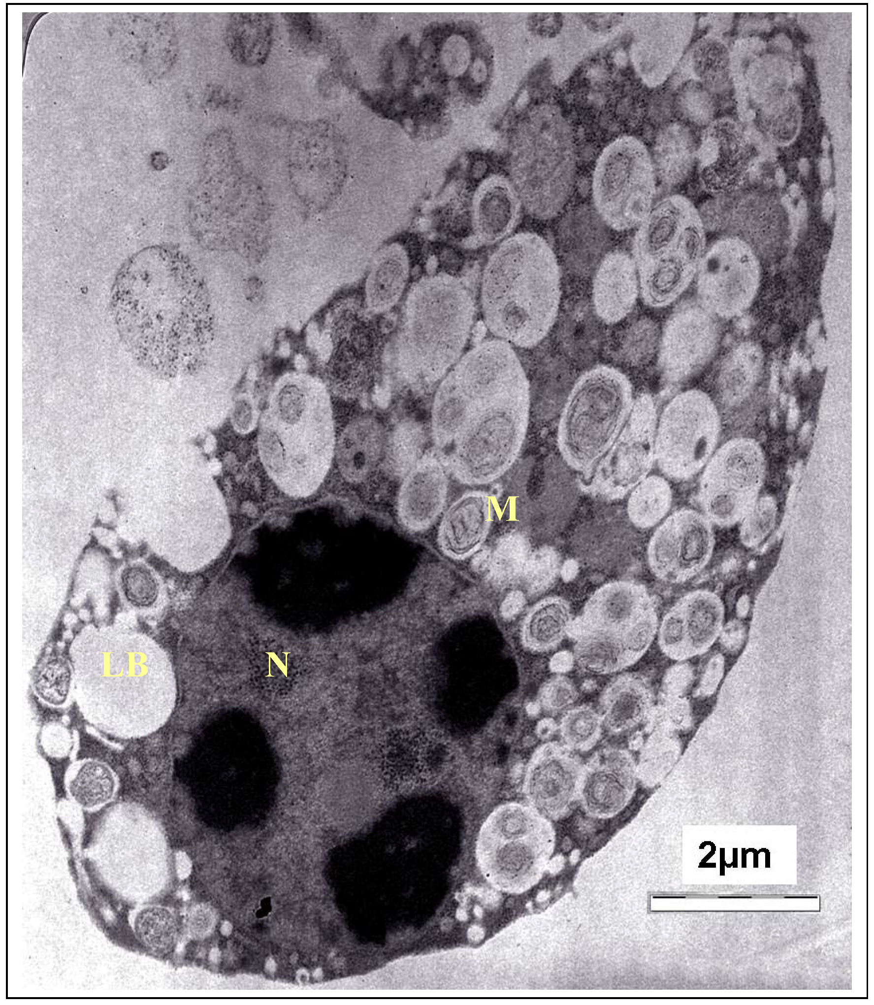Molecules 17 09207 g004