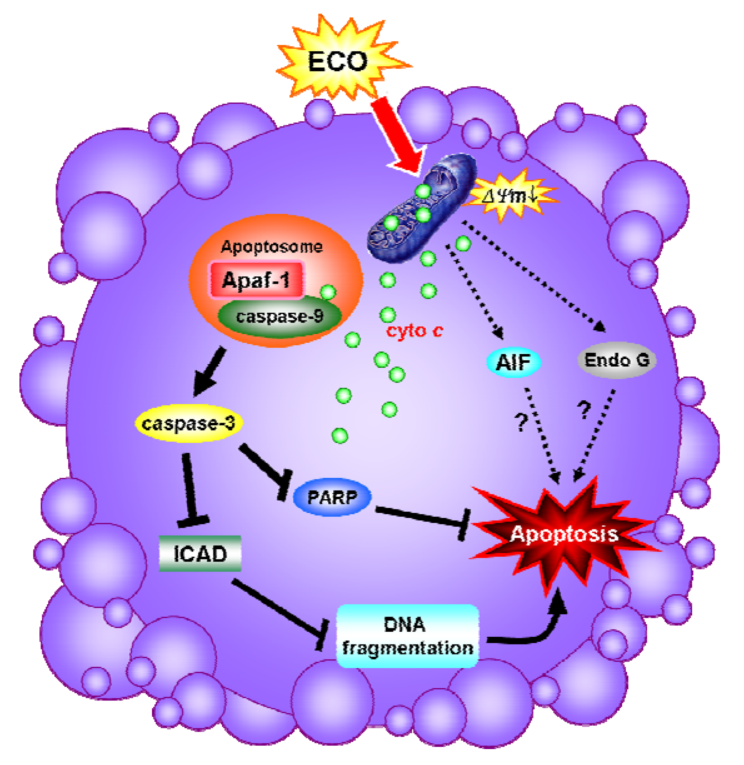 Molecules 17 09348 g005