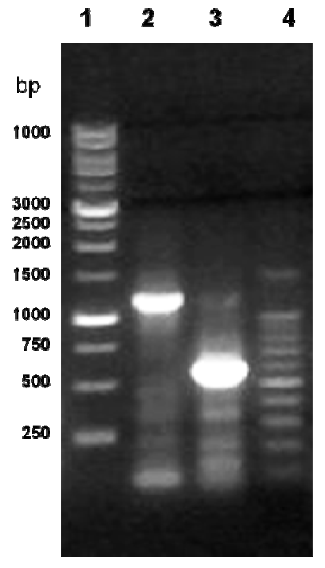 Molecules 17 10399 g001