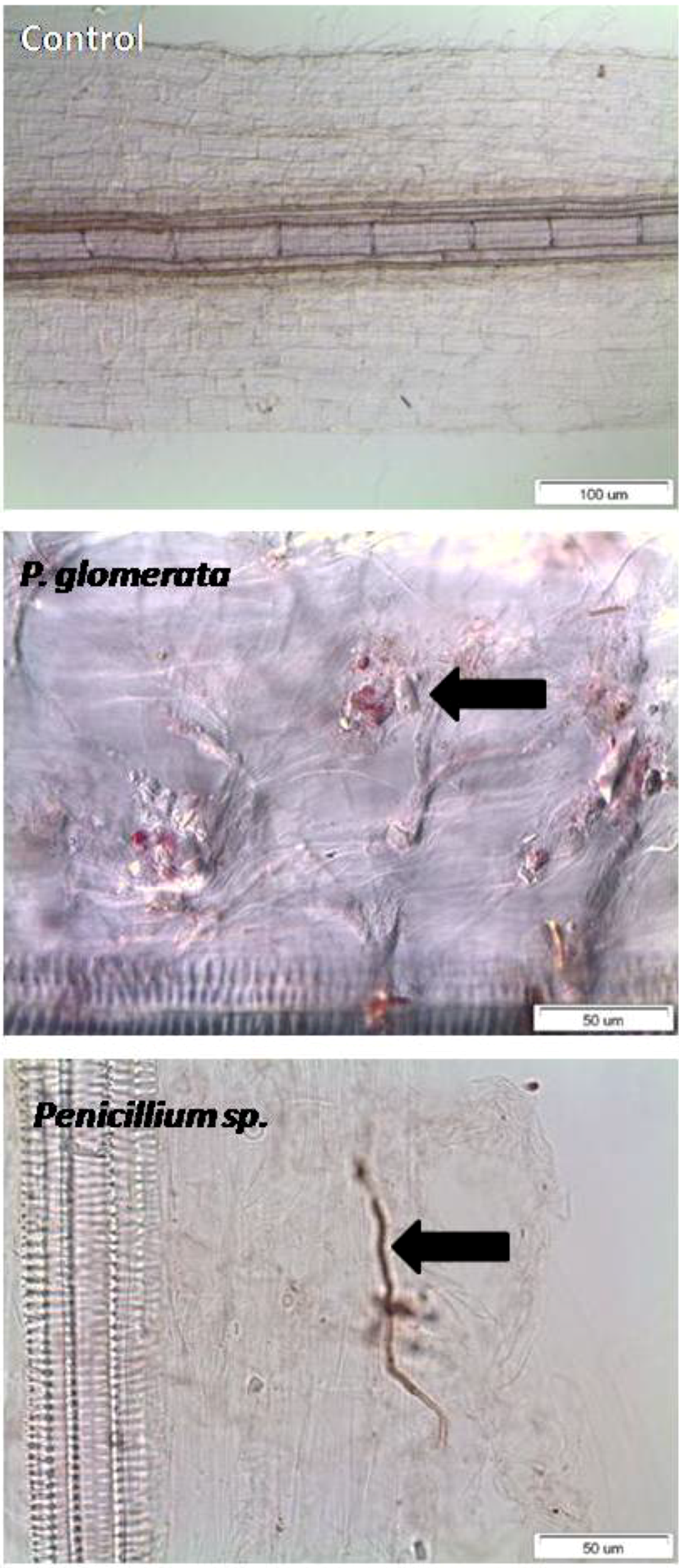 Molecules 17 10754 g003 550