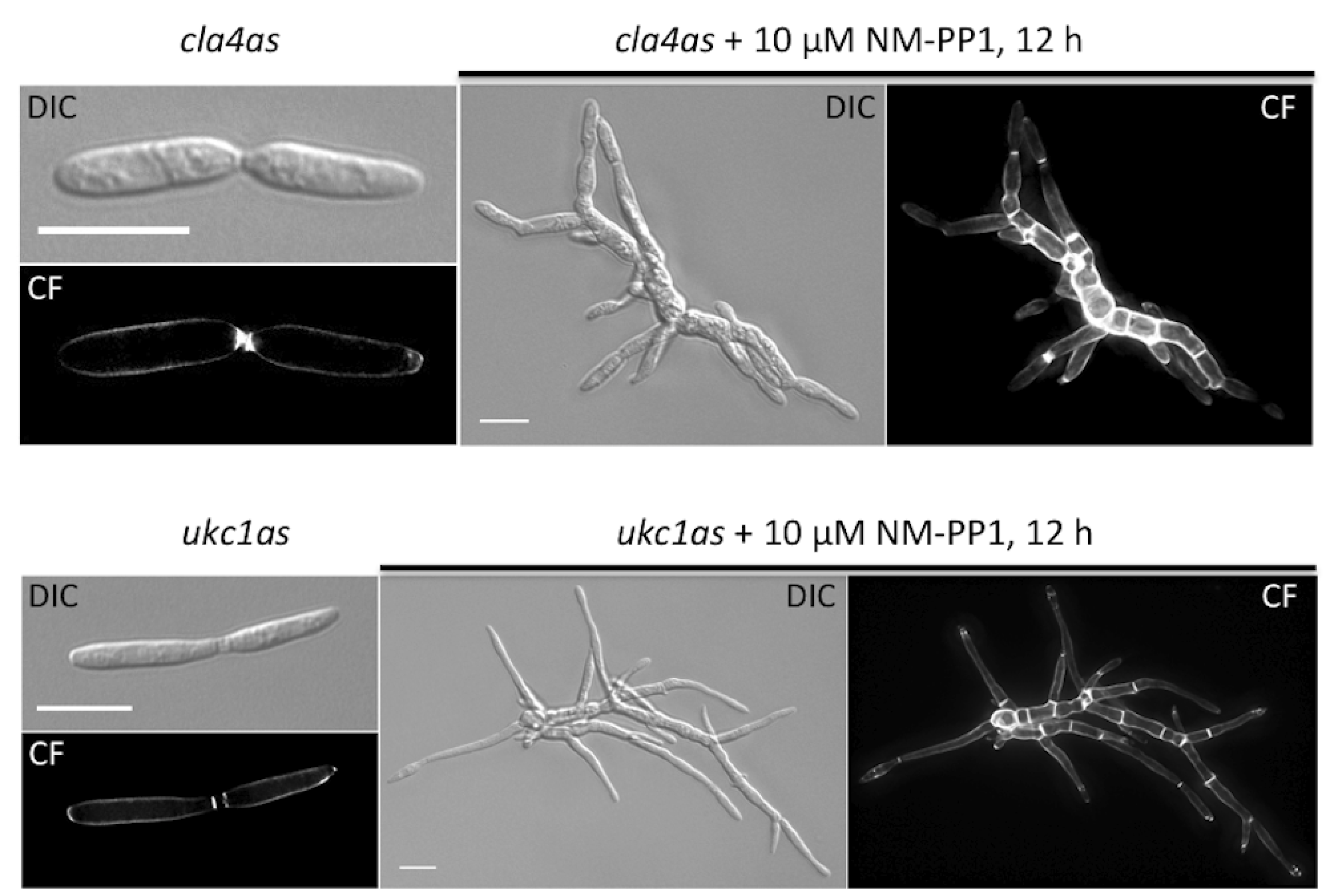 Molecules 17 11920 g002 550