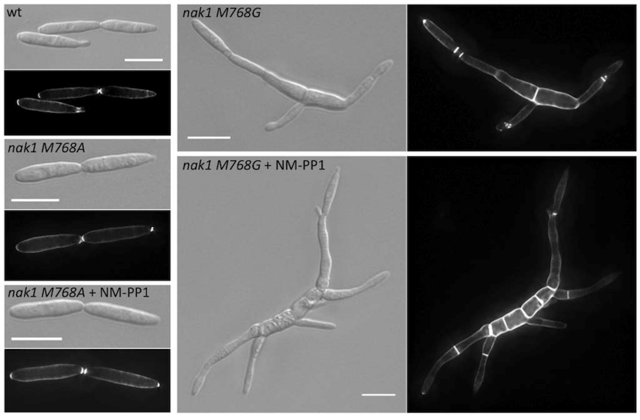 Molecules 17 11920 g003 550