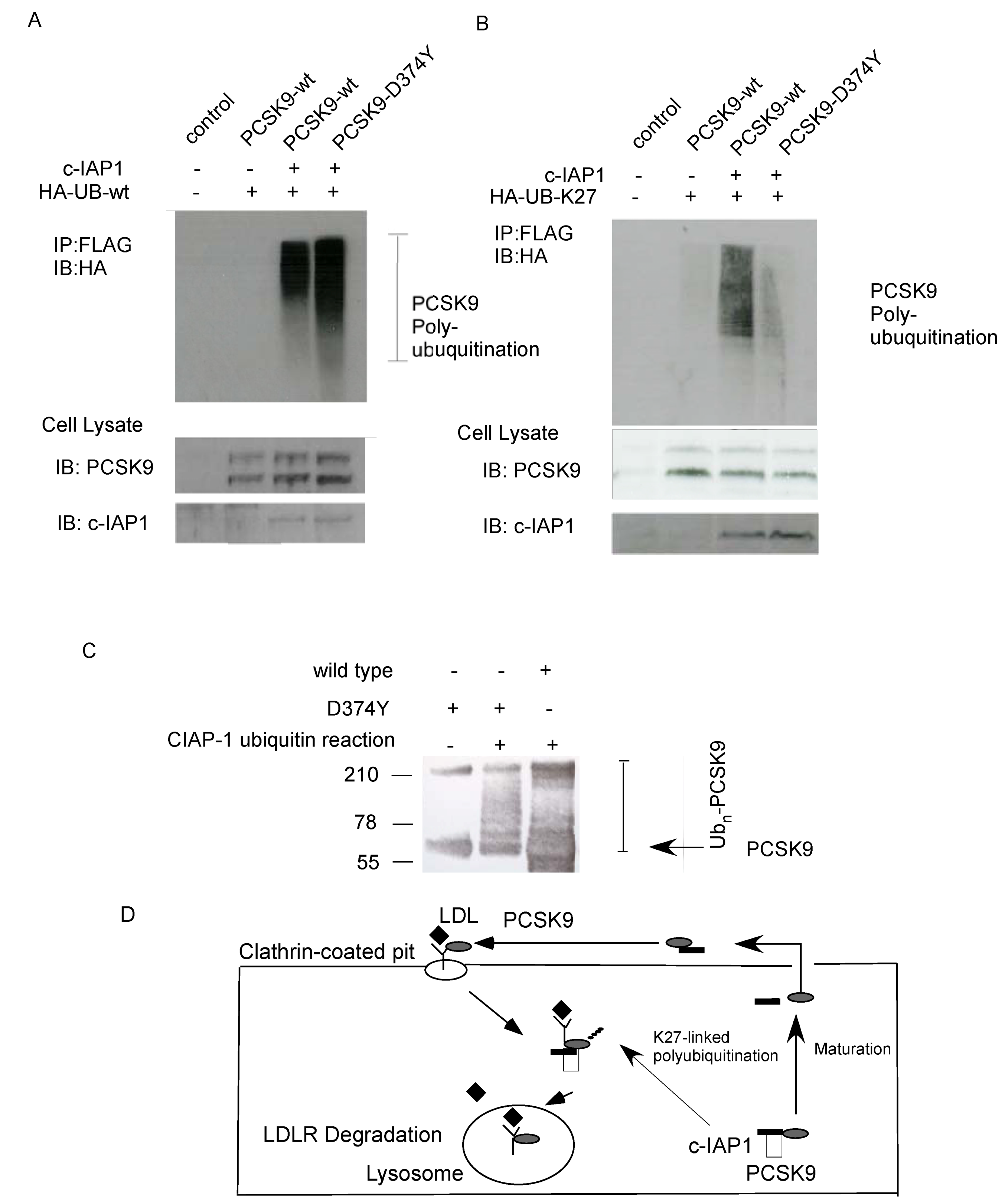 Molecules 17 12086 g004 550