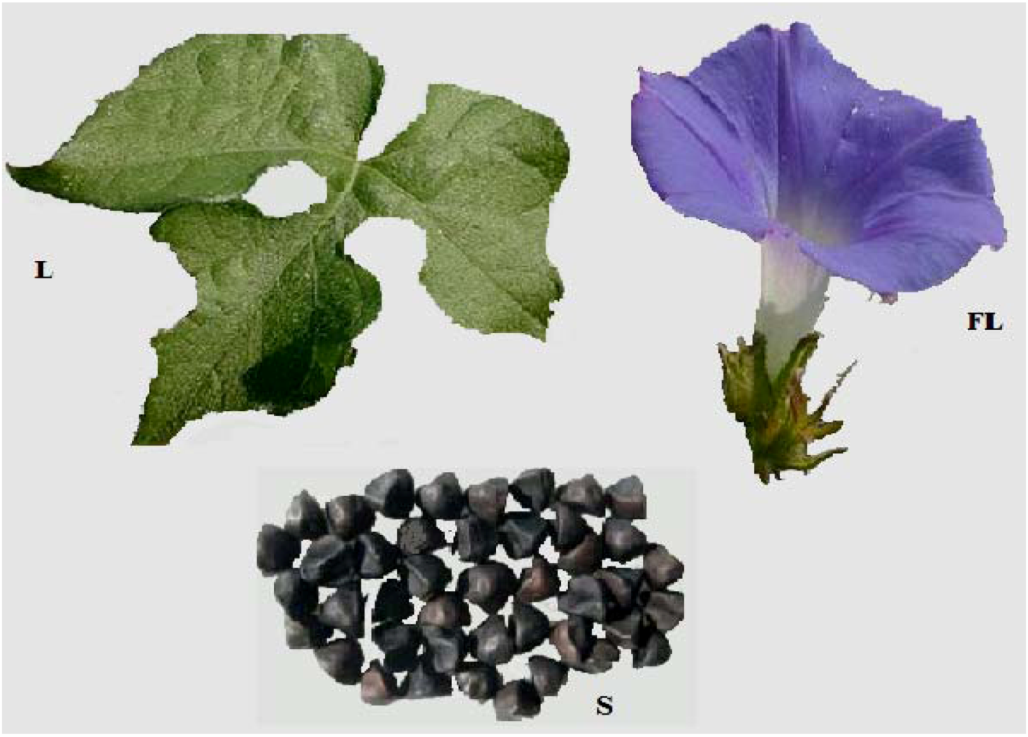 Molecules Free Full Text Ipomea Hederacea Jacq A Medicinal Herb With Promising Health Benefits Html