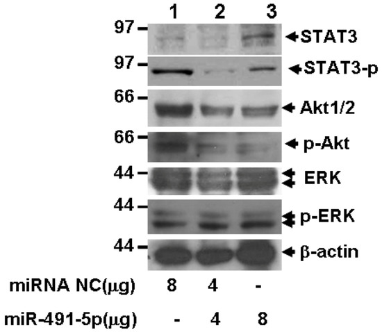 MicroRNA miR-491-5p Targeting both TP53 and Bcl-XL Induces Cell