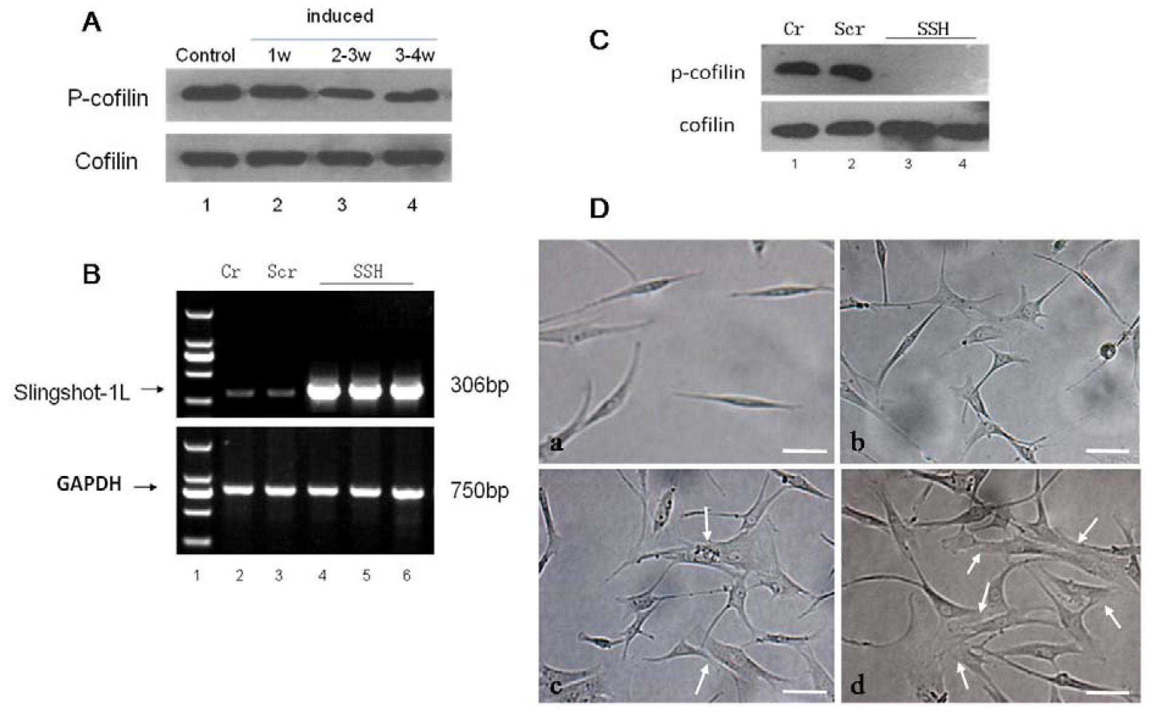 Molecules 17 14975 g007 550