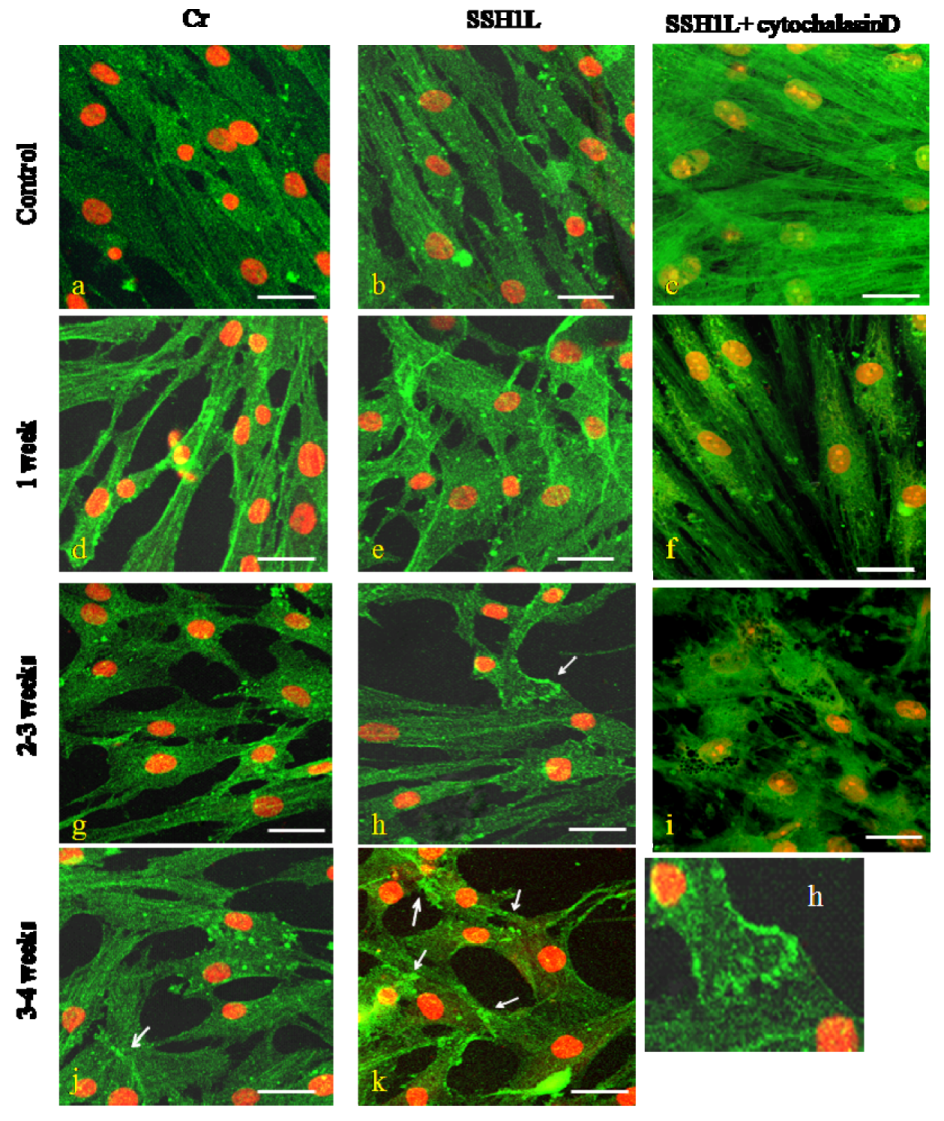 Molecules 17 14975 g008 550
