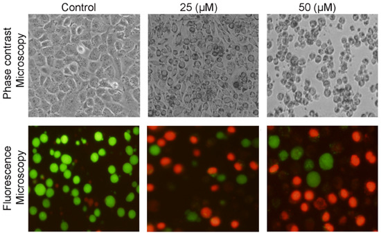 Induction of Apoptosis by Costunolide in Bladder Cancer Cells is ...