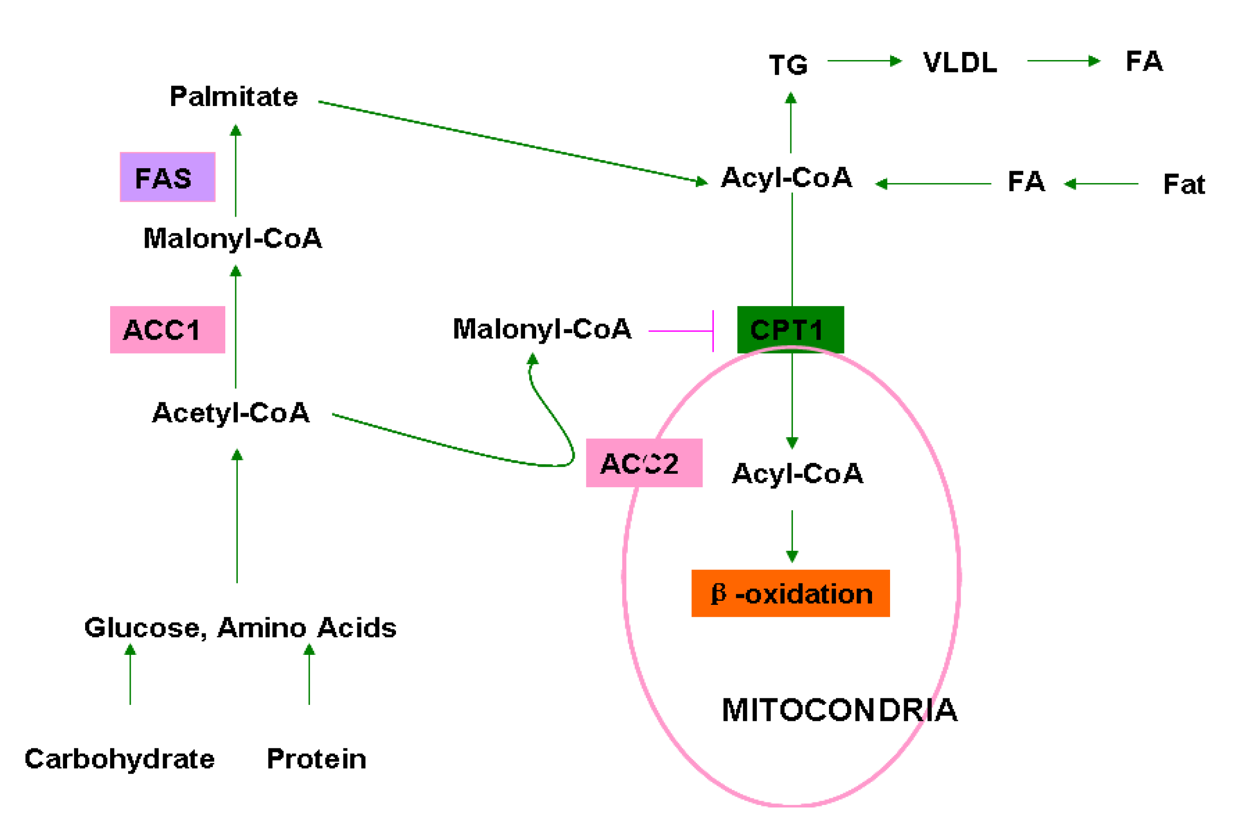 Molecules | Free Full-Text | Chemical Genetics of Acetyl-CoA 
