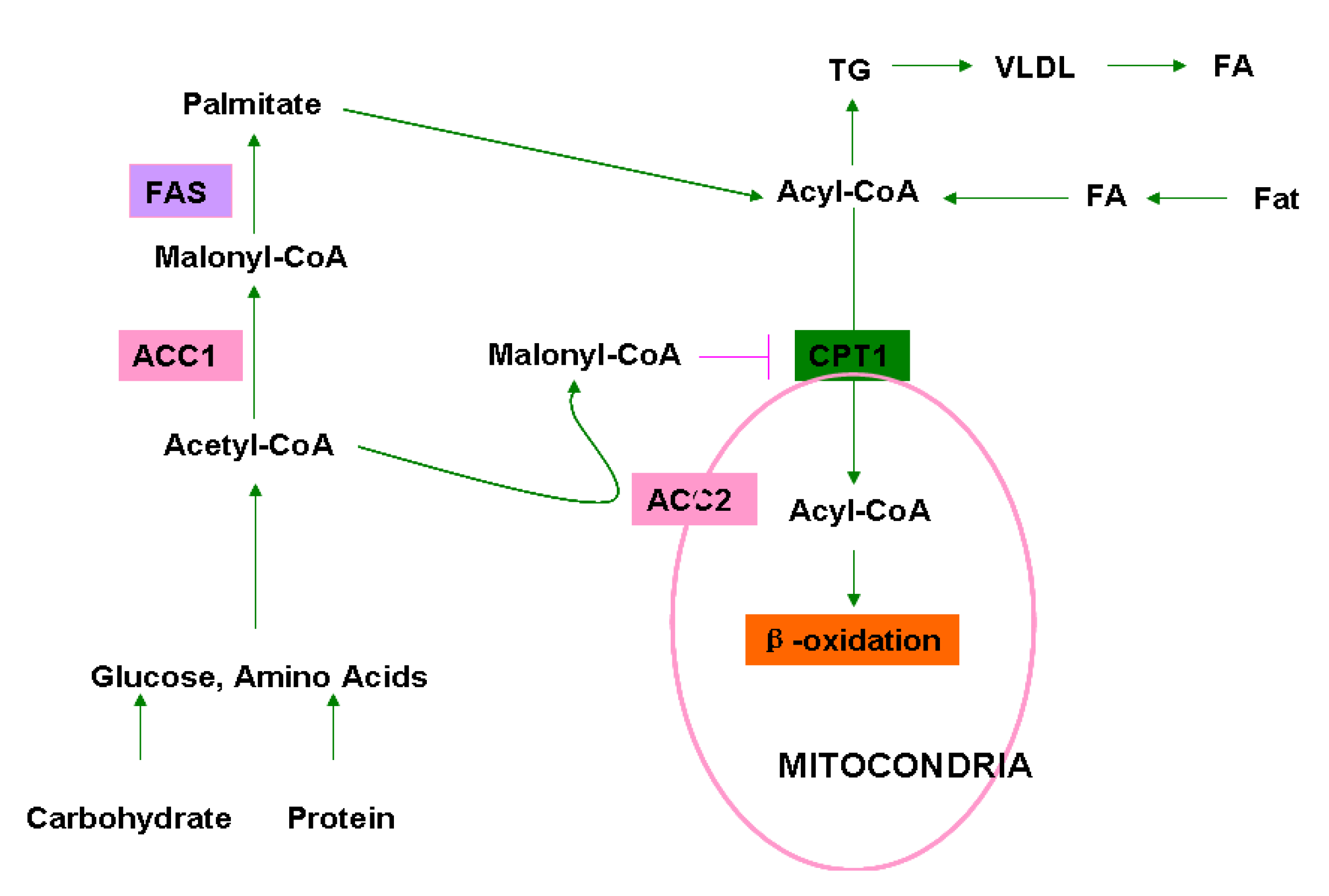 Molecules Free Full Text Chemical Genetics Of Acetyl Coa Carboxylases Html