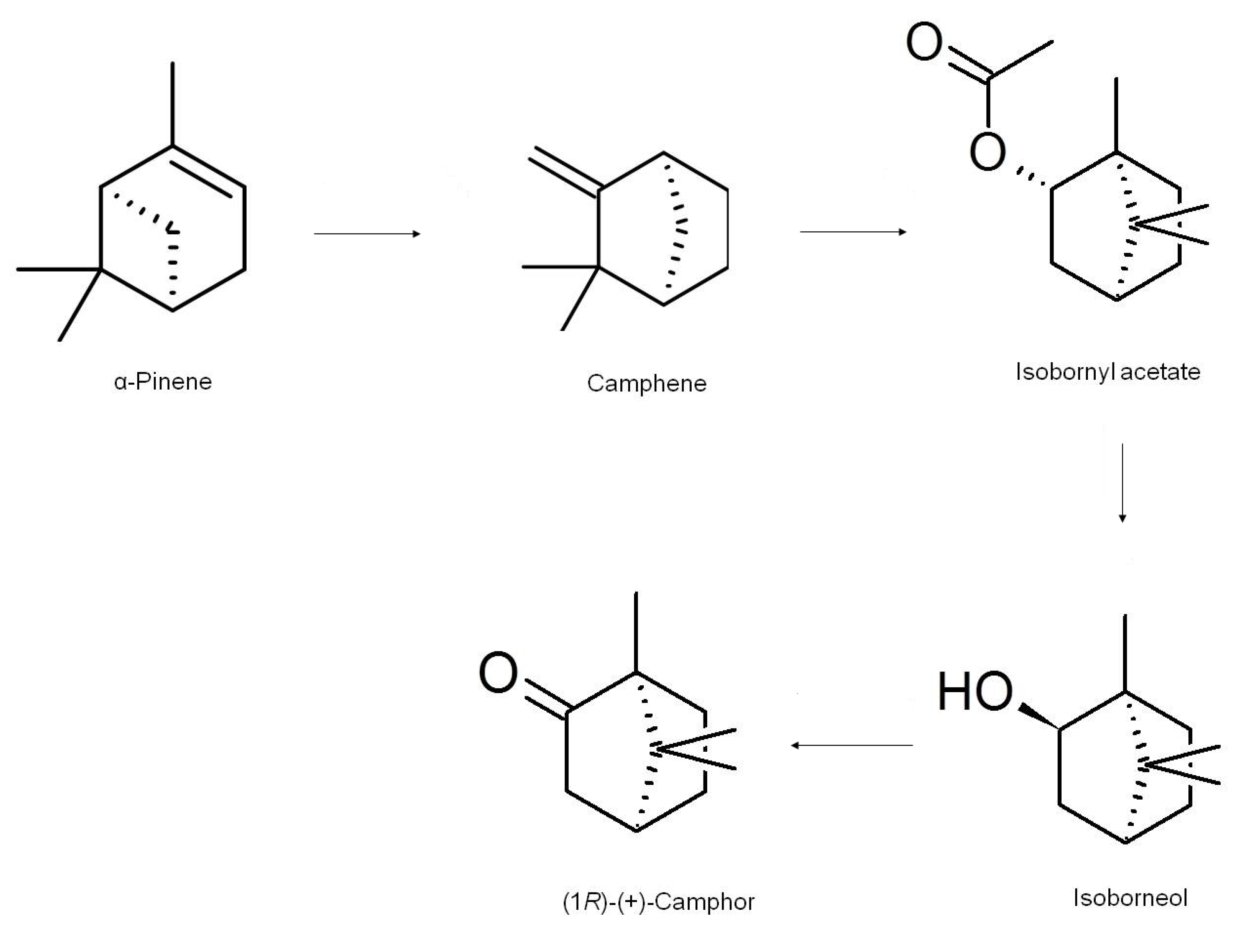 synthesis of camphor from borneol